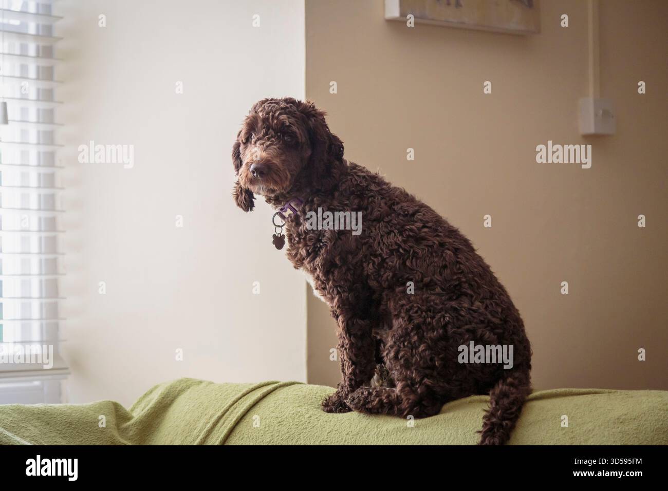 Un Cockapoo color cioccolato sedeva su un divano che guardava fuori dalla finestra Foto Stock