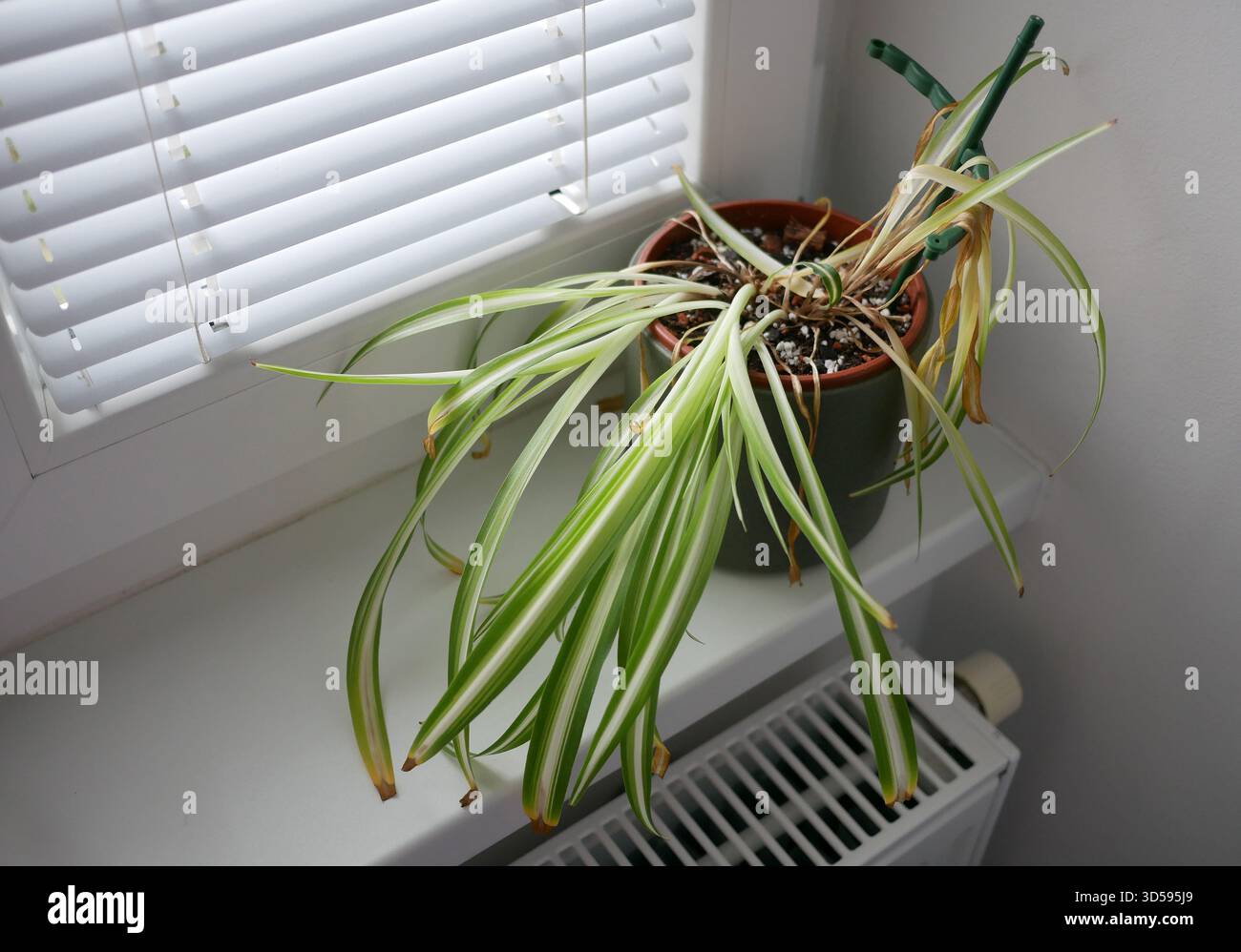 Pianta di ragno clorofita al coperto con foglie gialle secche in una pentola. Concetto di irrigazione, cura delle piante, problemi di giardinaggio e malattie delle piante domestiche Foto Stock