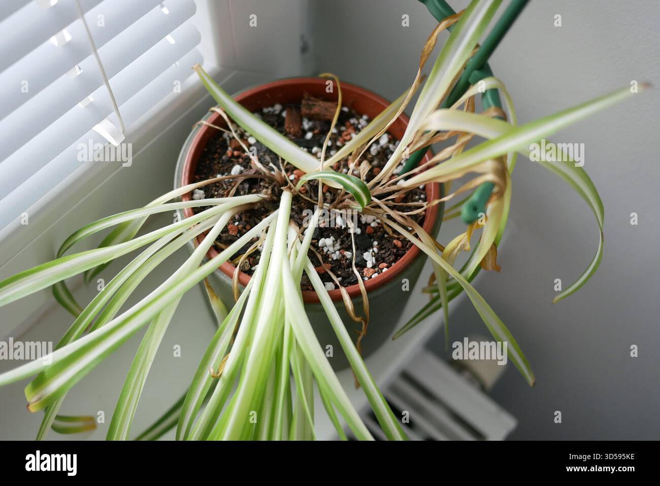 Pianta di ragno clorofita al coperto con foglie gialle secche in una pentola. Concetto di irrigazione, cura delle piante, problemi di giardinaggio e malattie delle piante domestiche Foto Stock