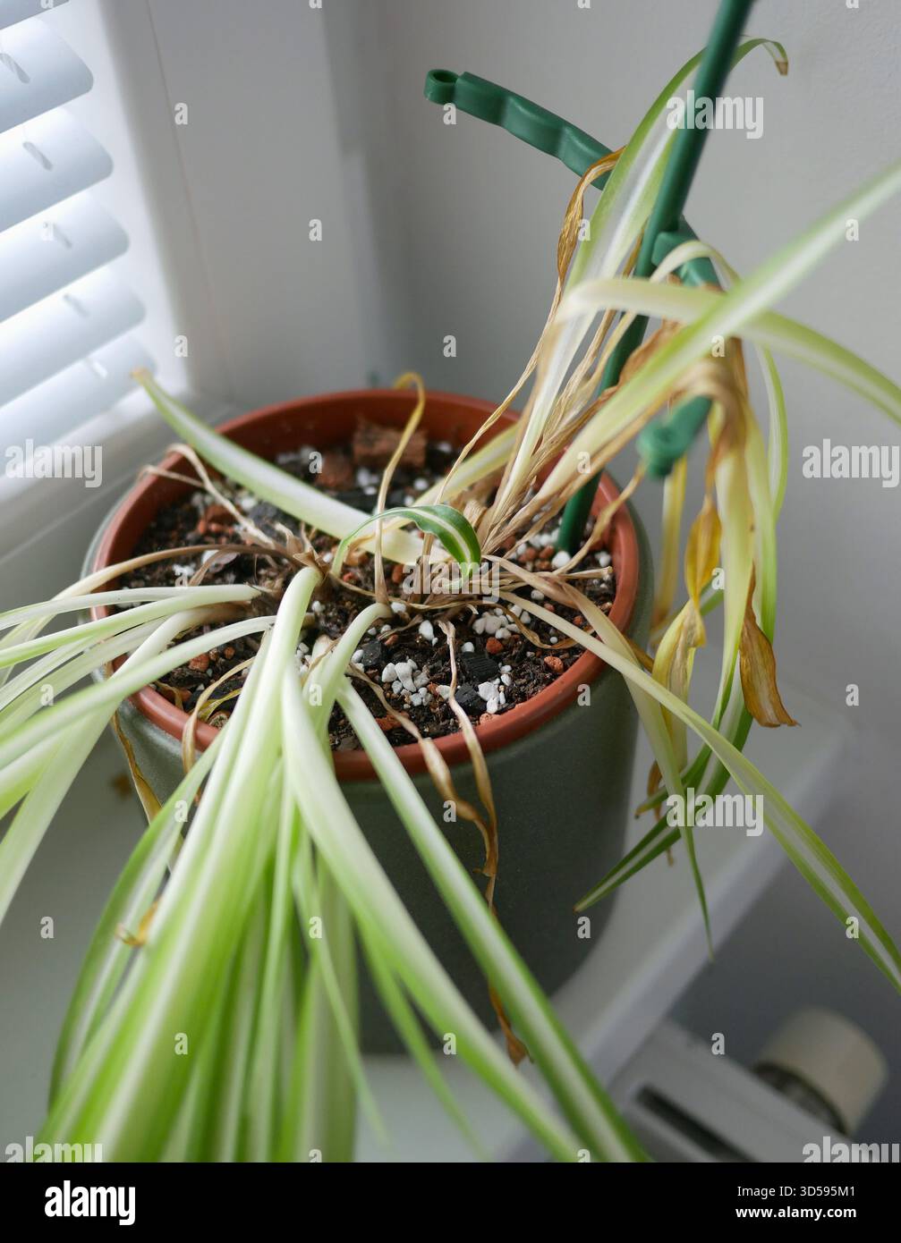 Pianta di ragno clorofita al coperto con foglie gialle secche in una pentola. Concetto di irrigazione, cura delle piante, problemi di giardinaggio e malattie delle piante domestiche Foto Stock