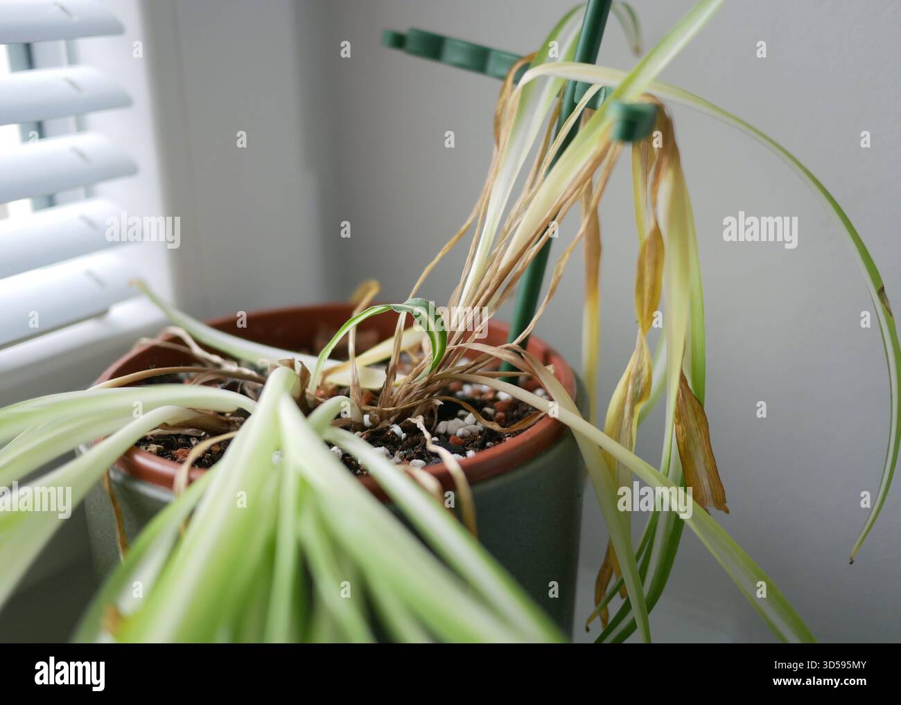 Pianta di ragno clorofita al coperto con foglie gialle secche in una pentola. Concetto di irrigazione, cura delle piante, problemi di giardinaggio e malattie delle piante domestiche Foto Stock