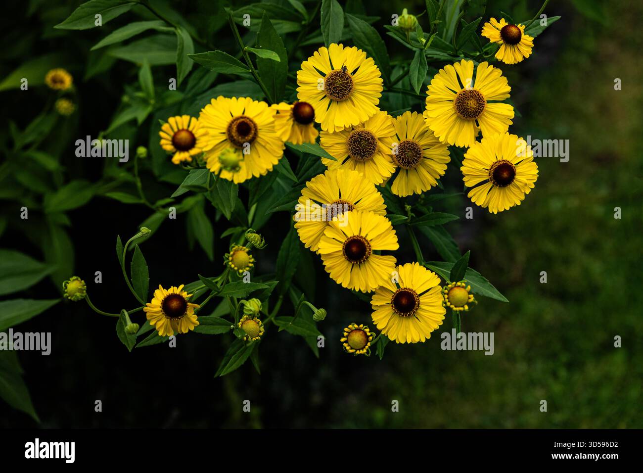 Gruppo di fiori giallo chiaro di selenio con centri rotondi marroni che fioriscono in un giardino estivo Foto Stock