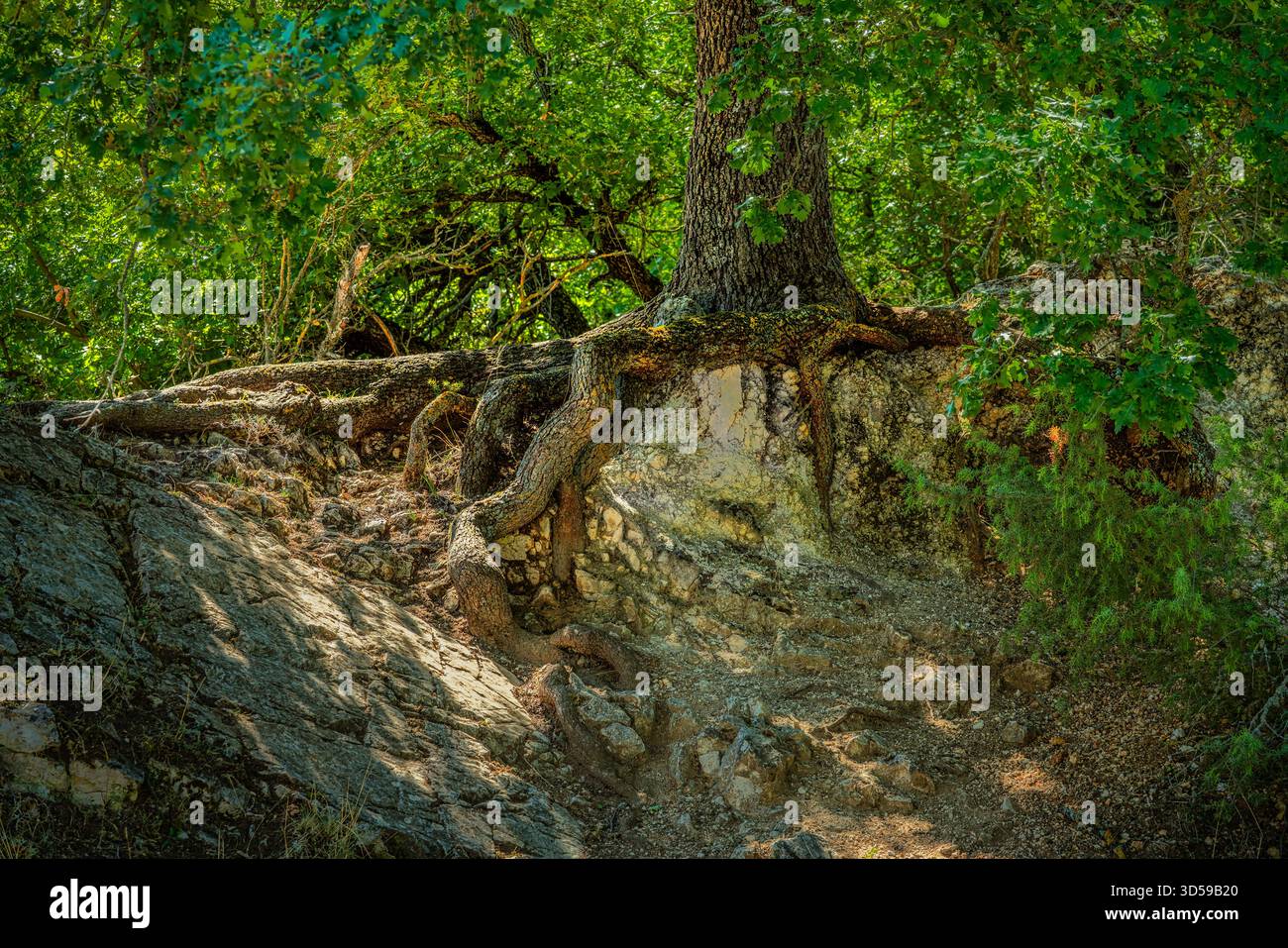 Le radici di quercia tengono il suolo di una scarpata. Abruzzo, Italia, Europa Foto Stock