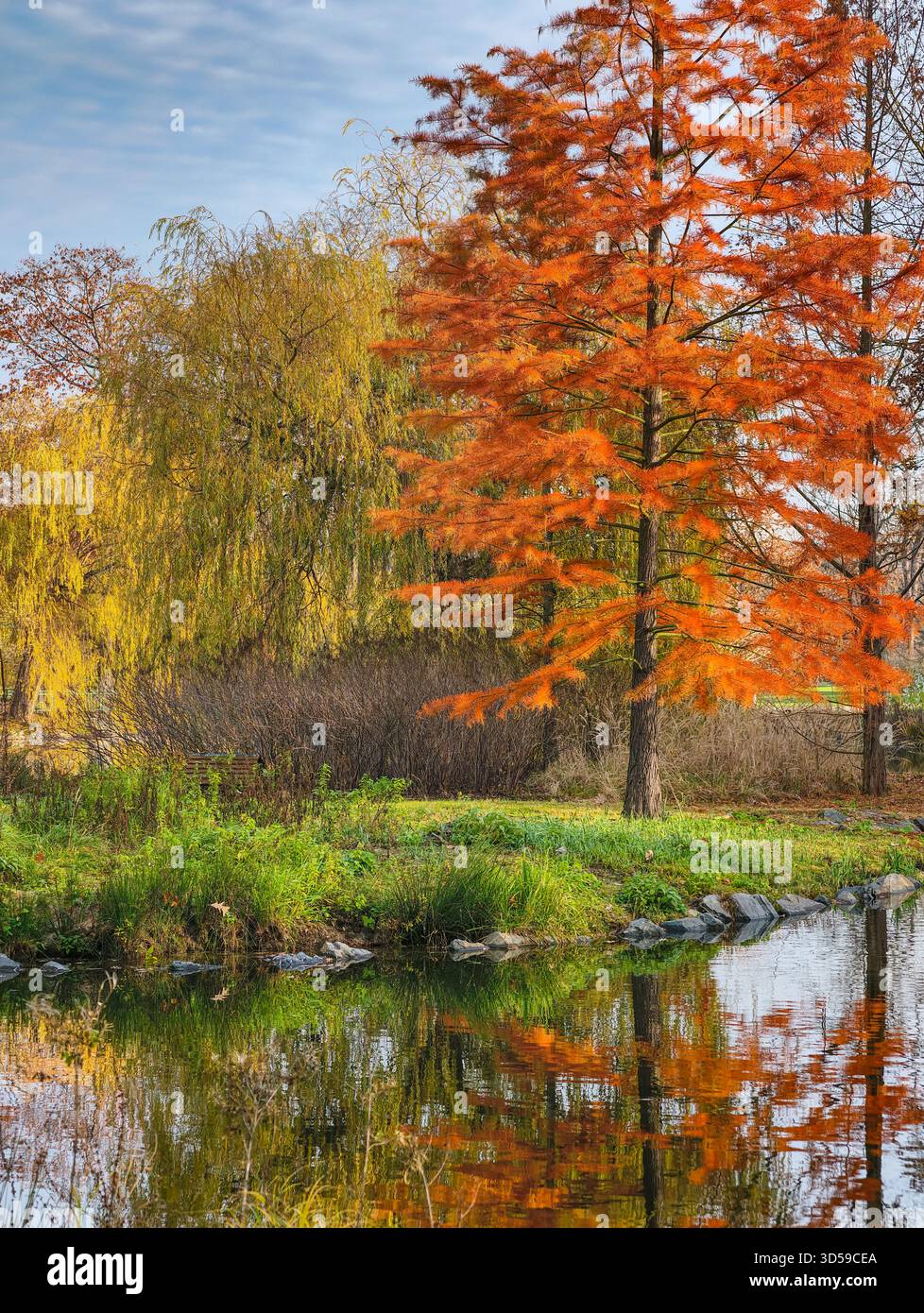 Il vivace albero d'autunno arancione si riflette nelle calme acque del lago con il salice dorato nel Parco naturale panoramico. Sfondo Premium Nature Foto Stock