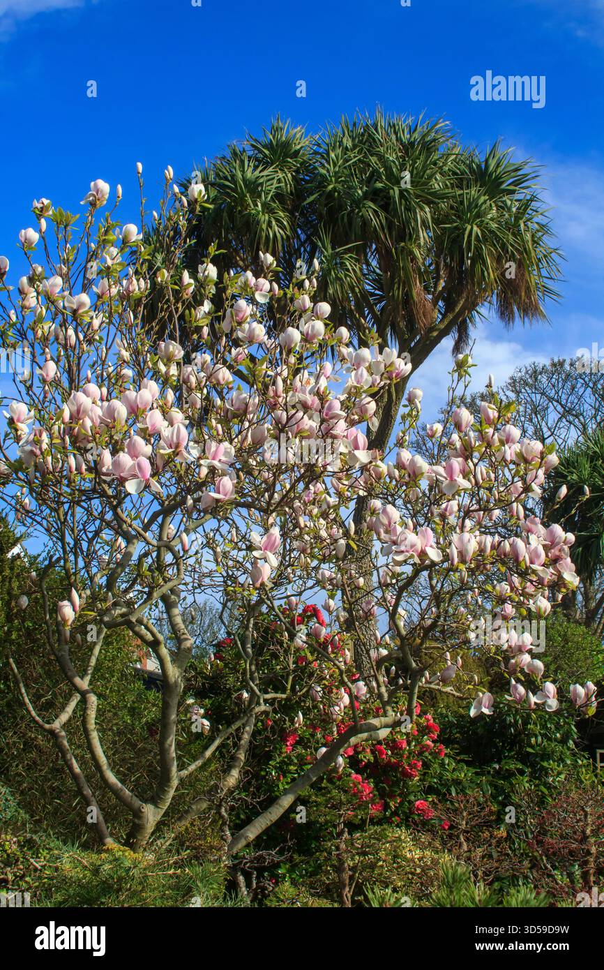 Giugno 2025 Un delizioso esemplare di Magnolia alto in piena fioritura che cresce felicemente in un giardino periferico a Bangor, Irlanda del Nord, nel Regno Unito Foto Stock