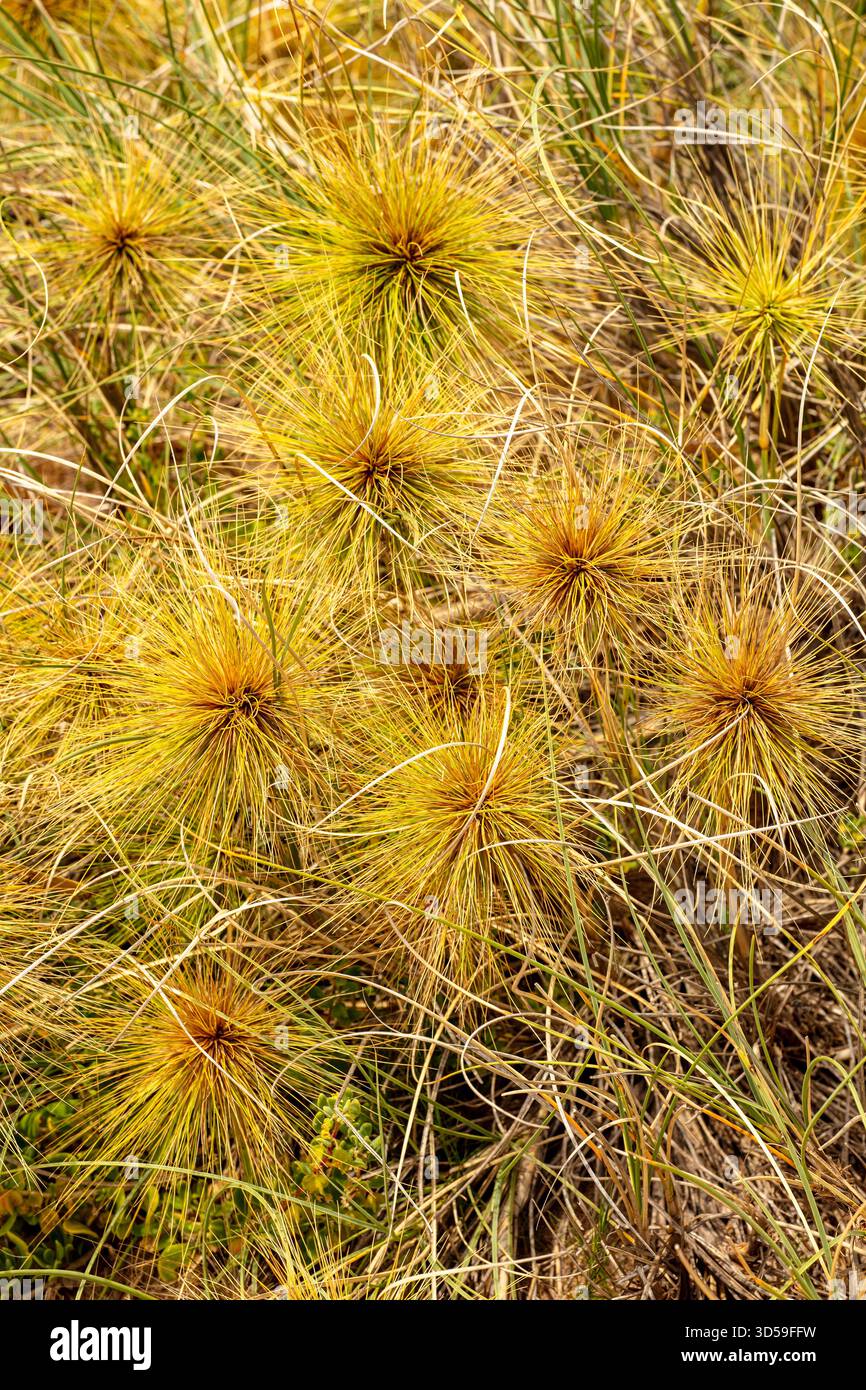 Molto ravvicinato schema naturale del papiro Cyperus, nel morbido sole dell'australia Occidentale. immaginazione, impressione, sano, organizzazione, rete, economia Foto Stock