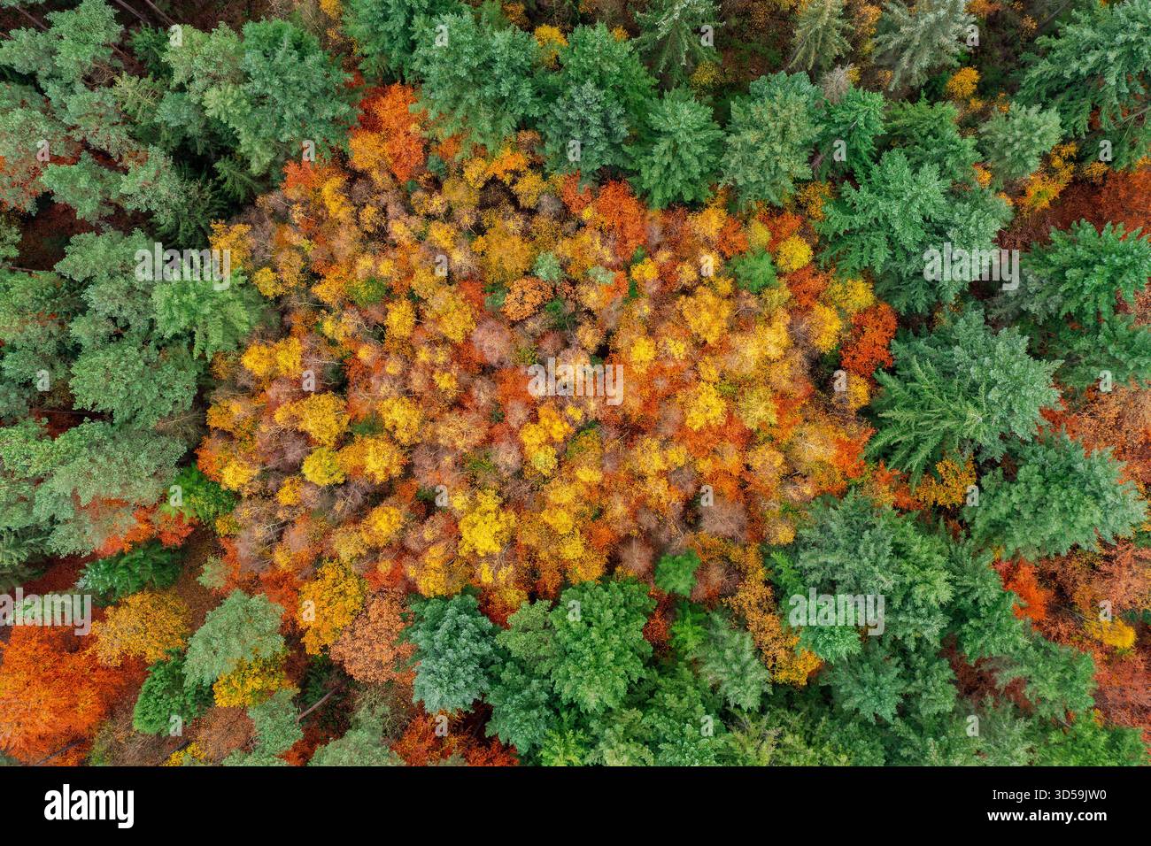 Vista aerea su conifere e faggi europei / faggi comuni (Fagus sylvatica) con fogliame dai colori autunnali / colori autunnali nella foresta mista Foto Stock