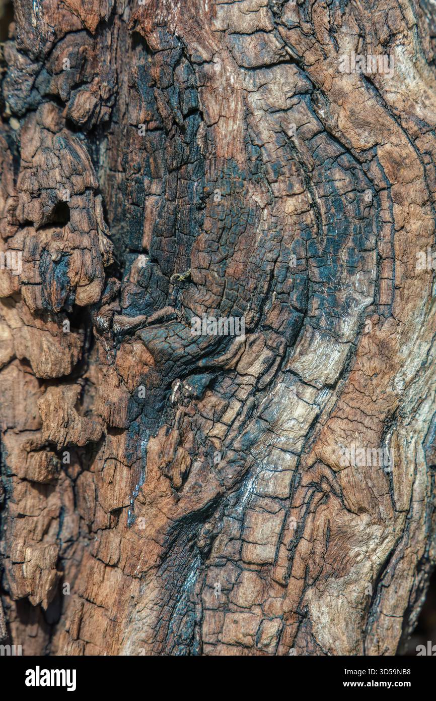 Il nodo parzialmente bruciato di un albero, macrofotografia scattata in una foresta nelle montagne andine orientali della Colombia centrale Foto Stock
