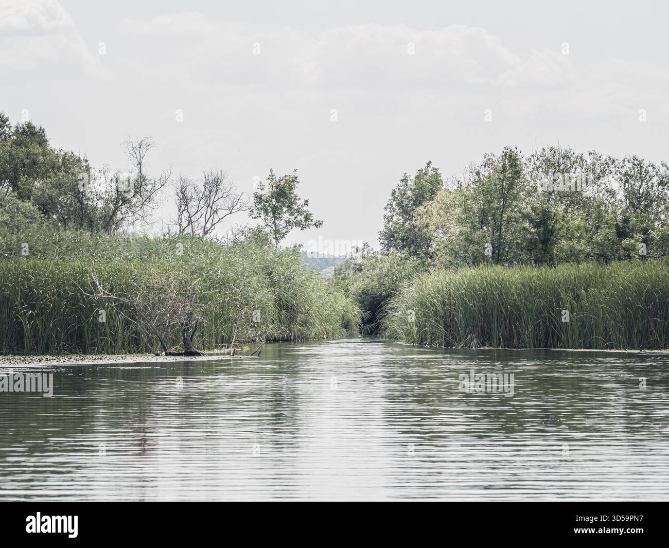 Una calma sul lago Tisza in Ungheria canale taglia attraverso alte erbe paludose e lussureggianti alberi verdi sotto un cielo morbido e coperto. La superficie dell'acqua si riflette Foto Stock