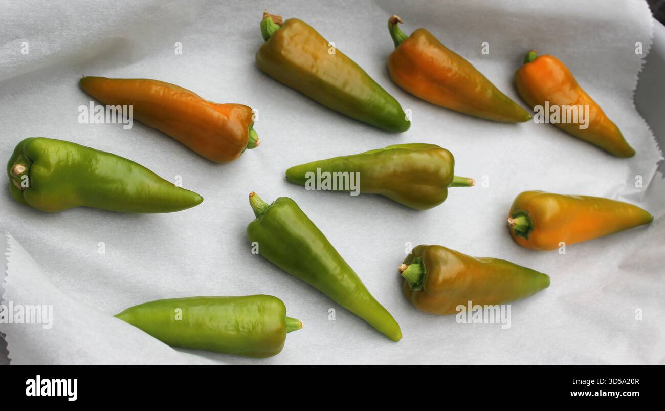 Peperoni verdi a punta appena raccolti "Capsicum annuum" essiccati pronti per la conservazione Foto Stock