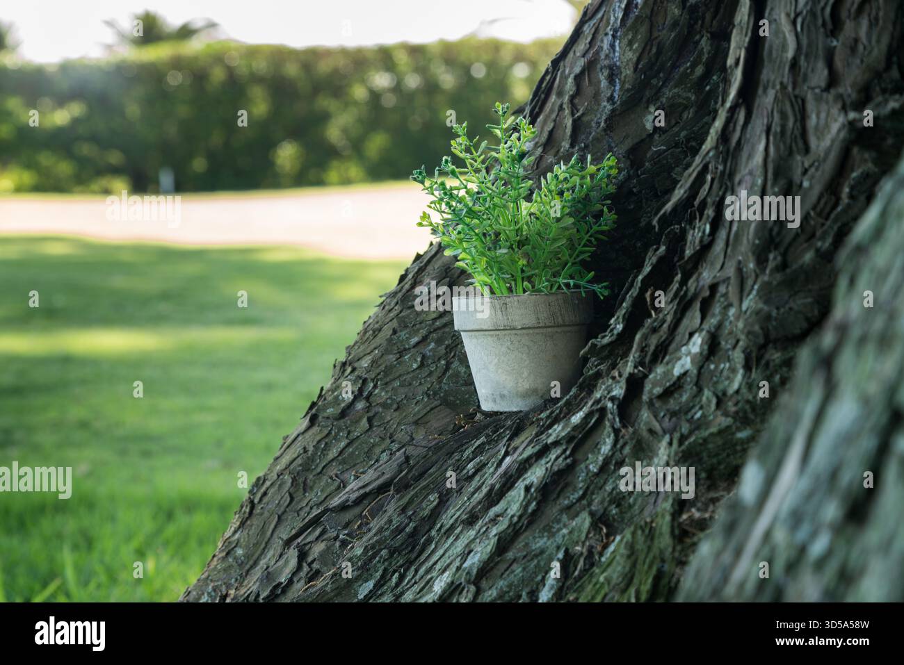 una piccola pianta in vaso, situata all'aperto in un tronco di alberi Foto Stock