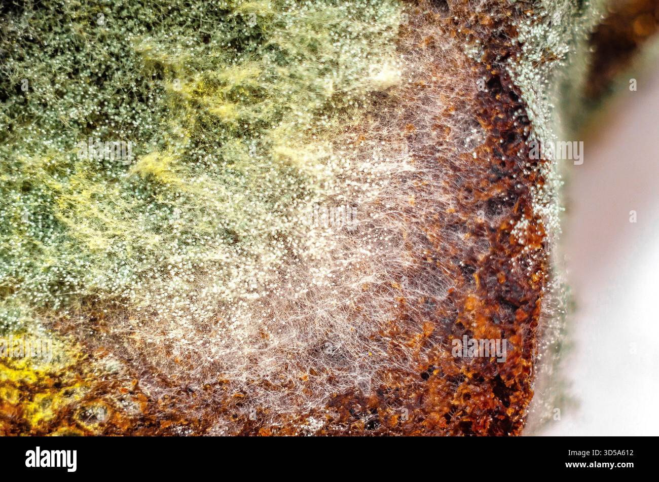 Spore fungine, muffa sul pane, macro. Muffa multicolore su pane raffermo di segale. Primo piano di funghi colorati e ammuffiti sul cibo. Concetto di cibo viziato. Foto Stock