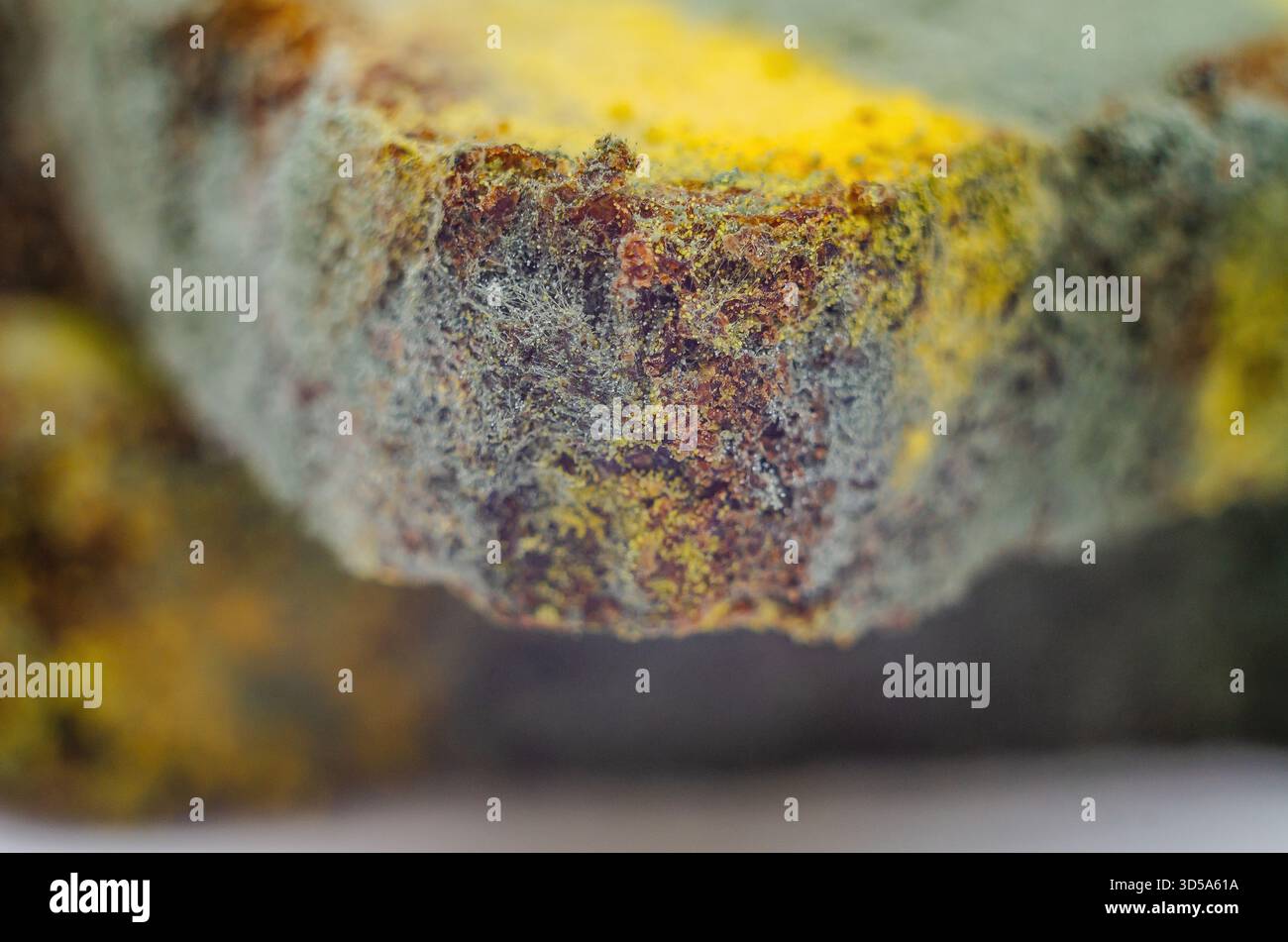 Spore fungine, muffa sul pane, macro. Muffa multicolore su pane raffermo di segale. Primo piano di funghi colorati e ammuffiti sul cibo. Concetto di cibo viziato. Foto Stock