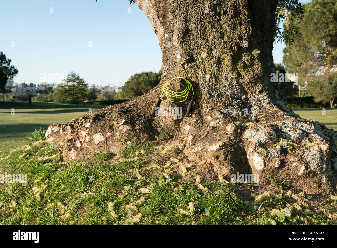 cappellino blu da baseball appoggiato su un enorme tronco di albero nel parco Foto Stock