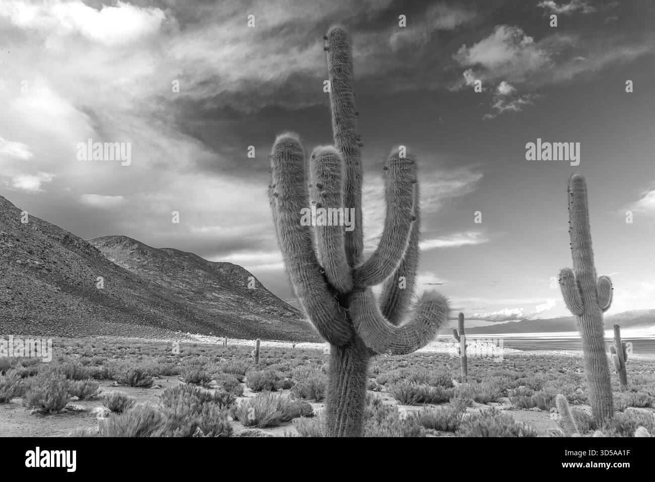 Cardón cactus su un'arida collina andina sotto una zona di luce solare, Sausalito, Jujuy, Argentina. Nuvole spettacolari, paesaggio desertico, nessuna gente. Foto Stock