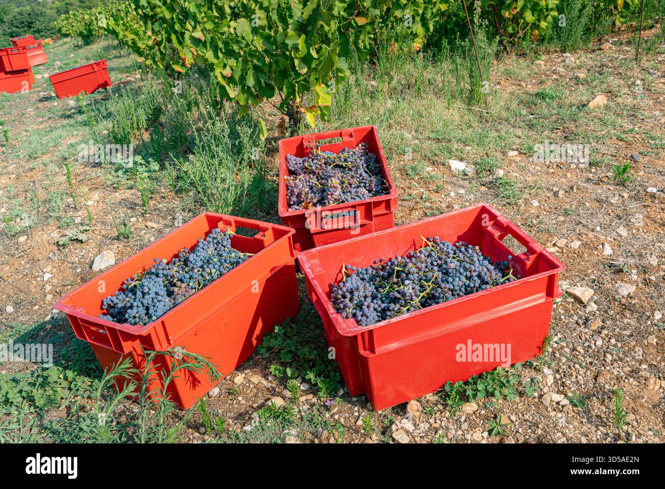 Uva rossa nel cestello rosso della vigna Foto Stock