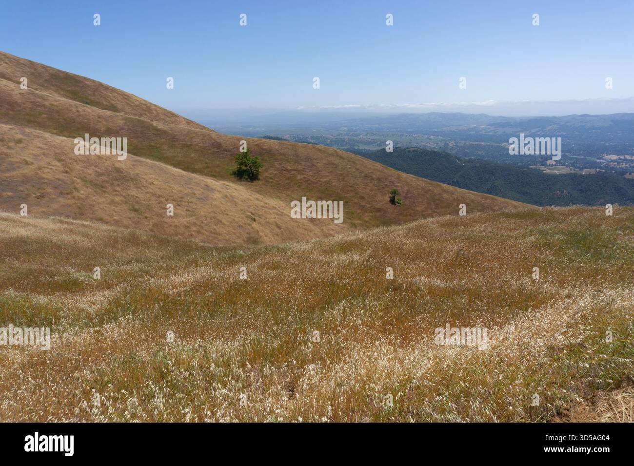 California Golden Hills, erba al vento al Coyote Hills Regional Park nella East Bay Foto Stock