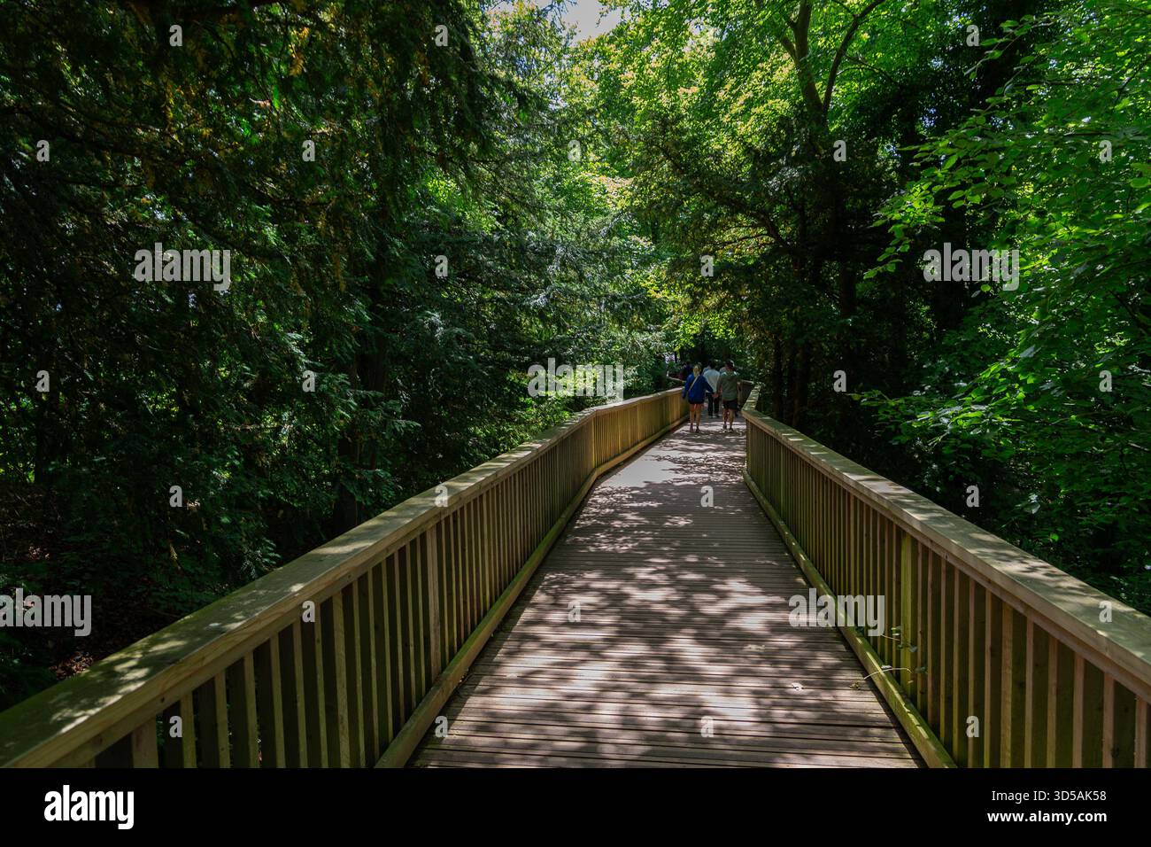 Symonds Yat East, Regno Unito, 15 giugno 2025: Boardwalk Trail verso Symond Yat Rock Viewpoint, Forest of Dean, Wye Valley, Herefordshire. Foto Stock