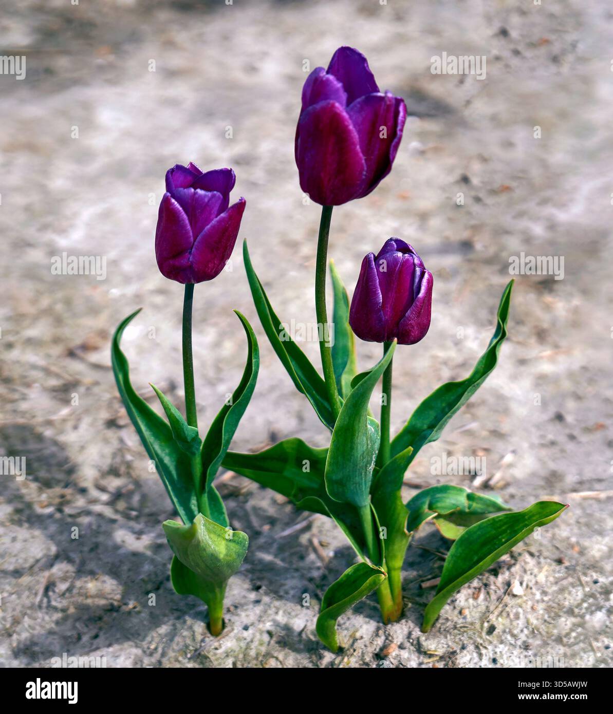 La danza dei tre tulipani viola Foto Stock