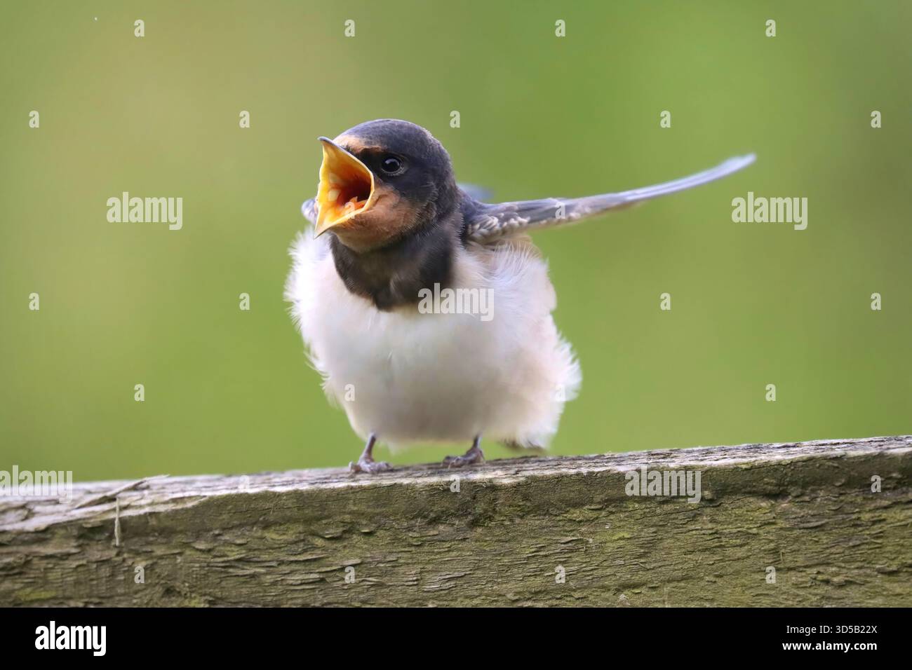 Young Swallow con becco aperto in attesa di cibo Foto Stock