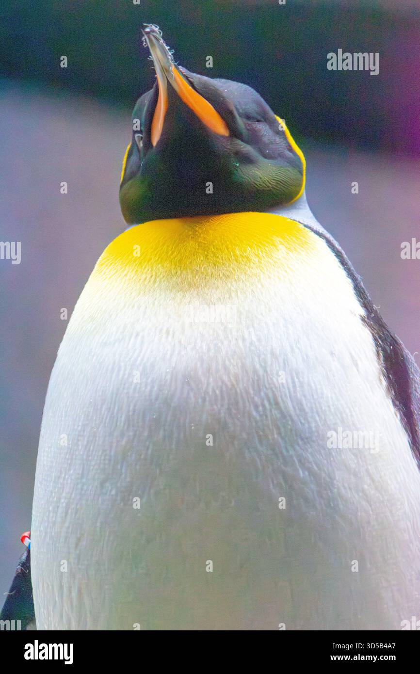 Pinguino re in un acquario. Abitante delle regioni sub-antartiche e della seconda specie di pinguini più grande. Foto Stock