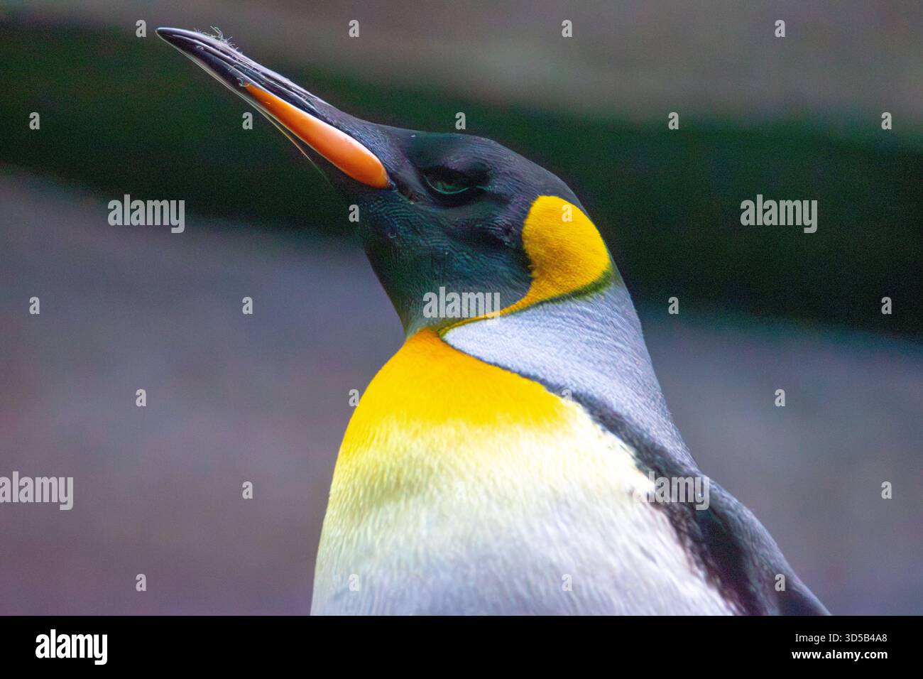 Pinguino re in un acquario. Abitante delle regioni sub-antartiche e della seconda specie di pinguini più grande. Foto Stock
