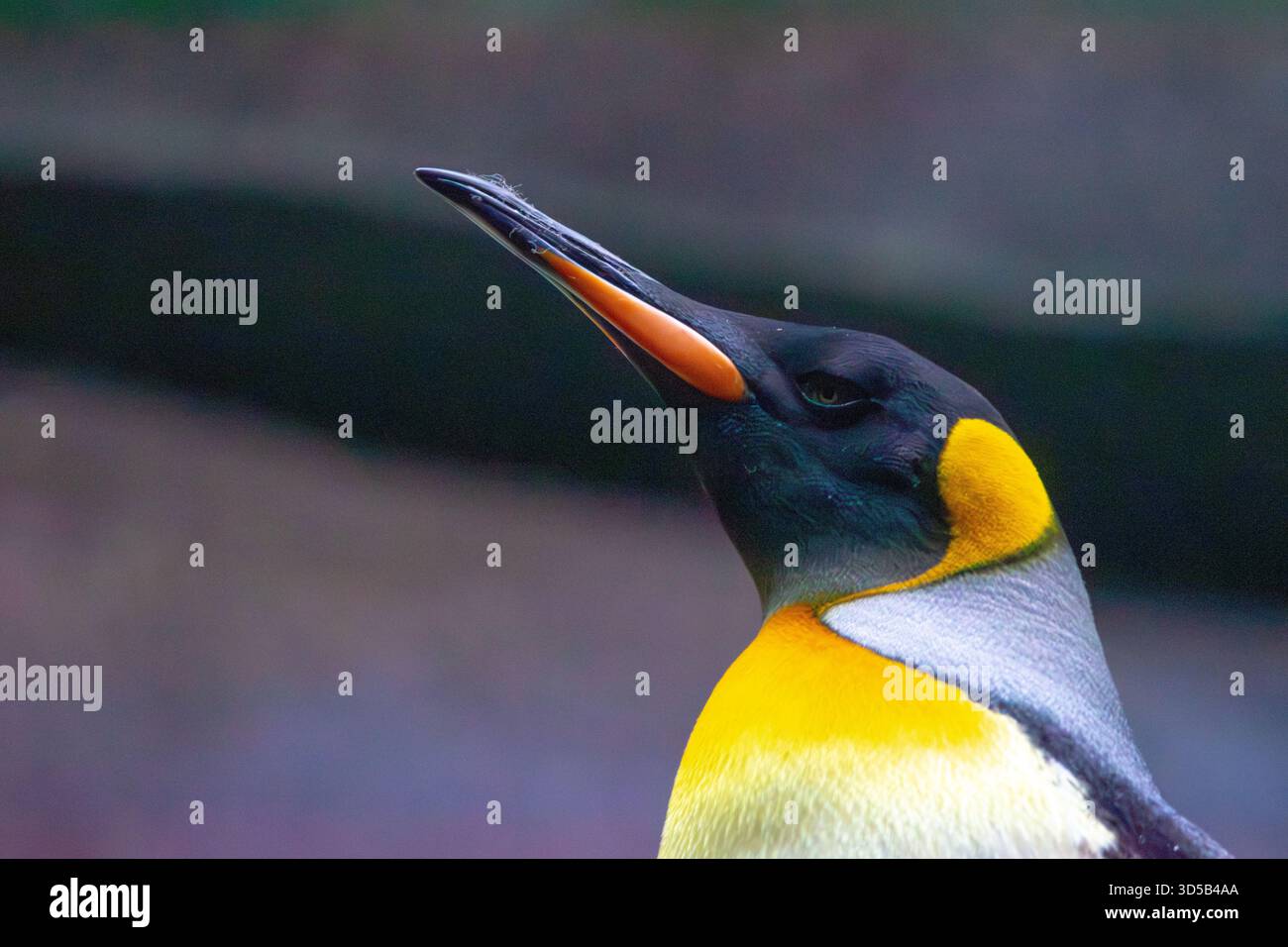 Pinguino re in un acquario. Abitante delle regioni sub-antartiche e della seconda specie di pinguini più grande. Foto Stock