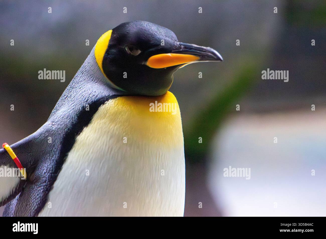 Pinguino re in un acquario. Abitante delle regioni sub-antartiche e della seconda specie di pinguini più grande. Foto Stock