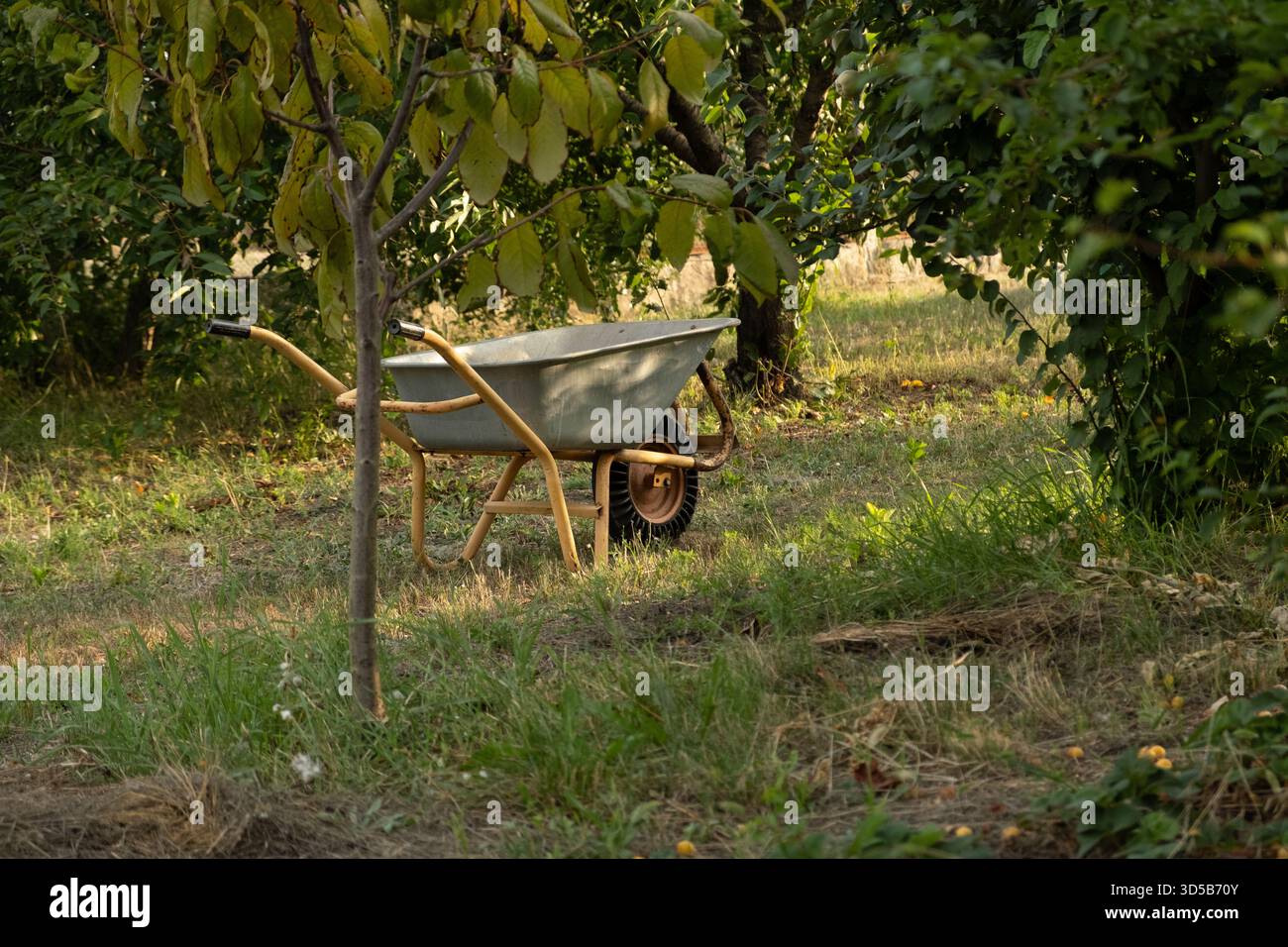 Carriola in piedi in un frutteto soleggiato circondato da alberi da frutto e erba secca, che illustra la manutenzione del giardino, i lavori stagionali e le attività all'aperto nelle zone rurali Foto Stock