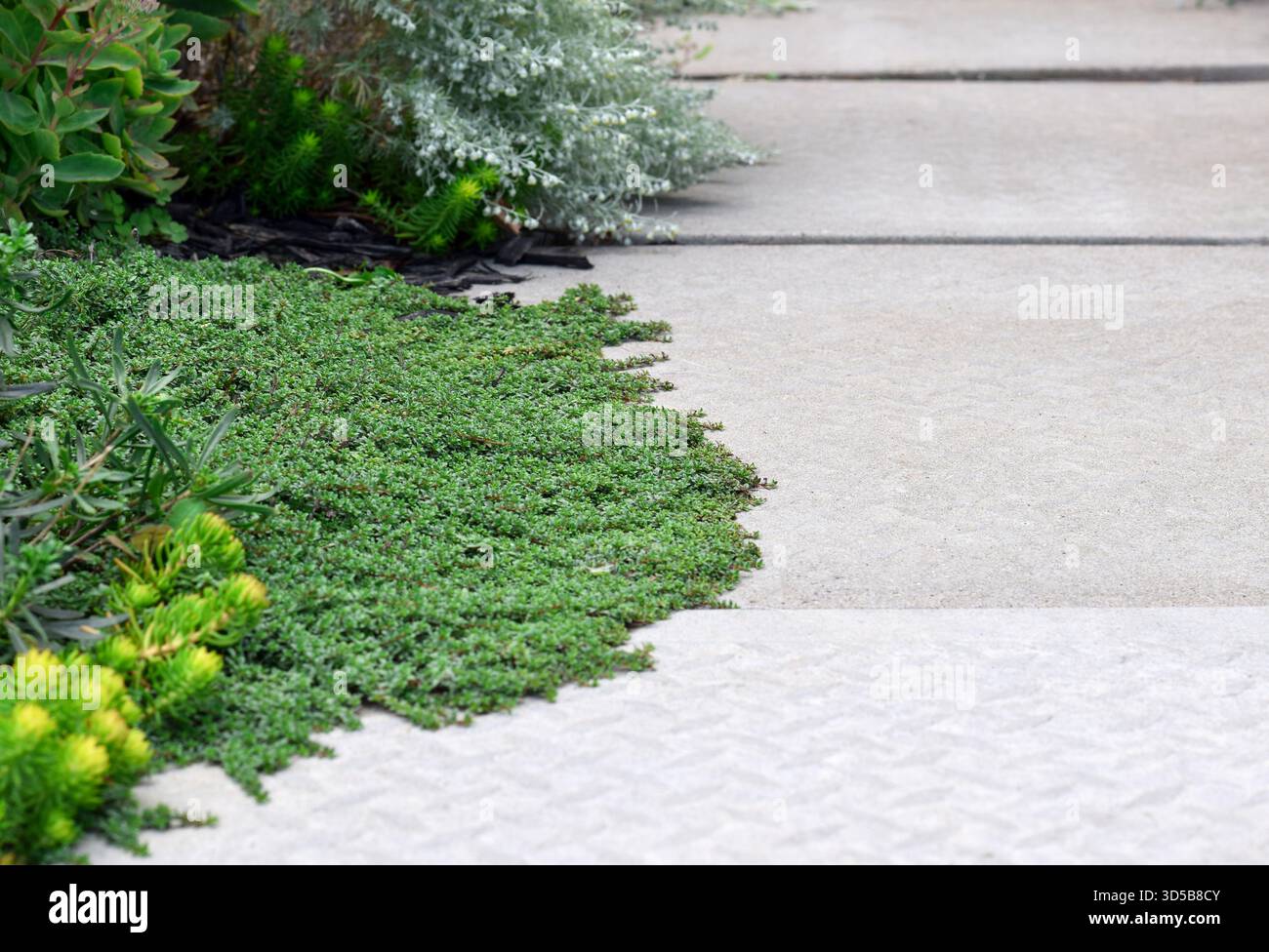 Terriccio verde perenne con timo che si estende sul bordo di un percorso di cemento in un giardino Foto Stock