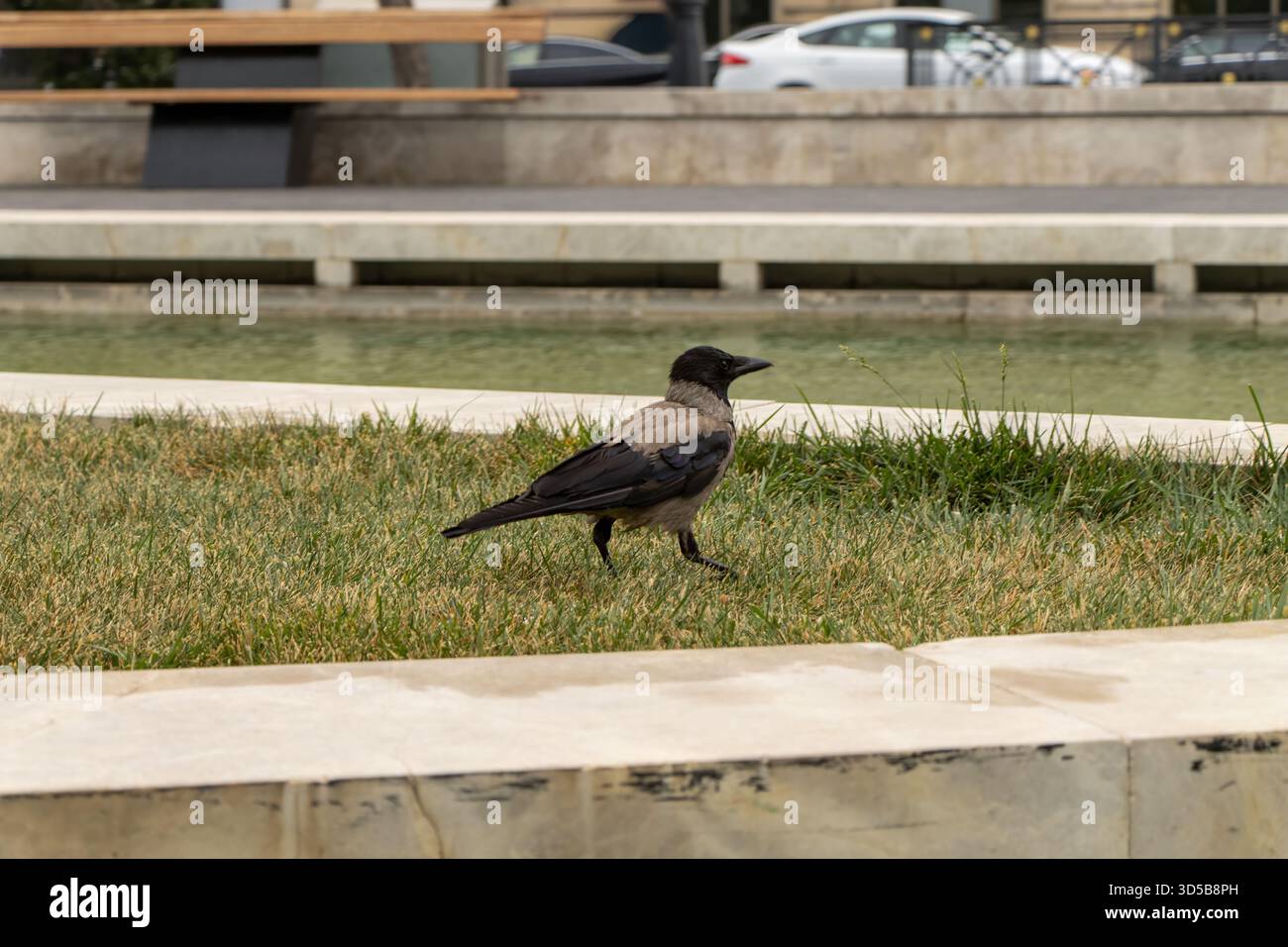 Baku, Azerbaigian. Corvo con cappuccio (Corvus cornix). Ha senso vedere un corvo incappucciato in uno spazio verde urbano come Baku Boulevard, in quanto sono altamente ada Foto Stock