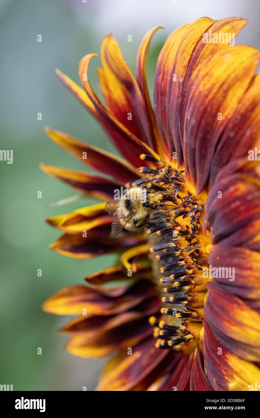 bumble bee su una fioritura di girasole rosso Foto Stock