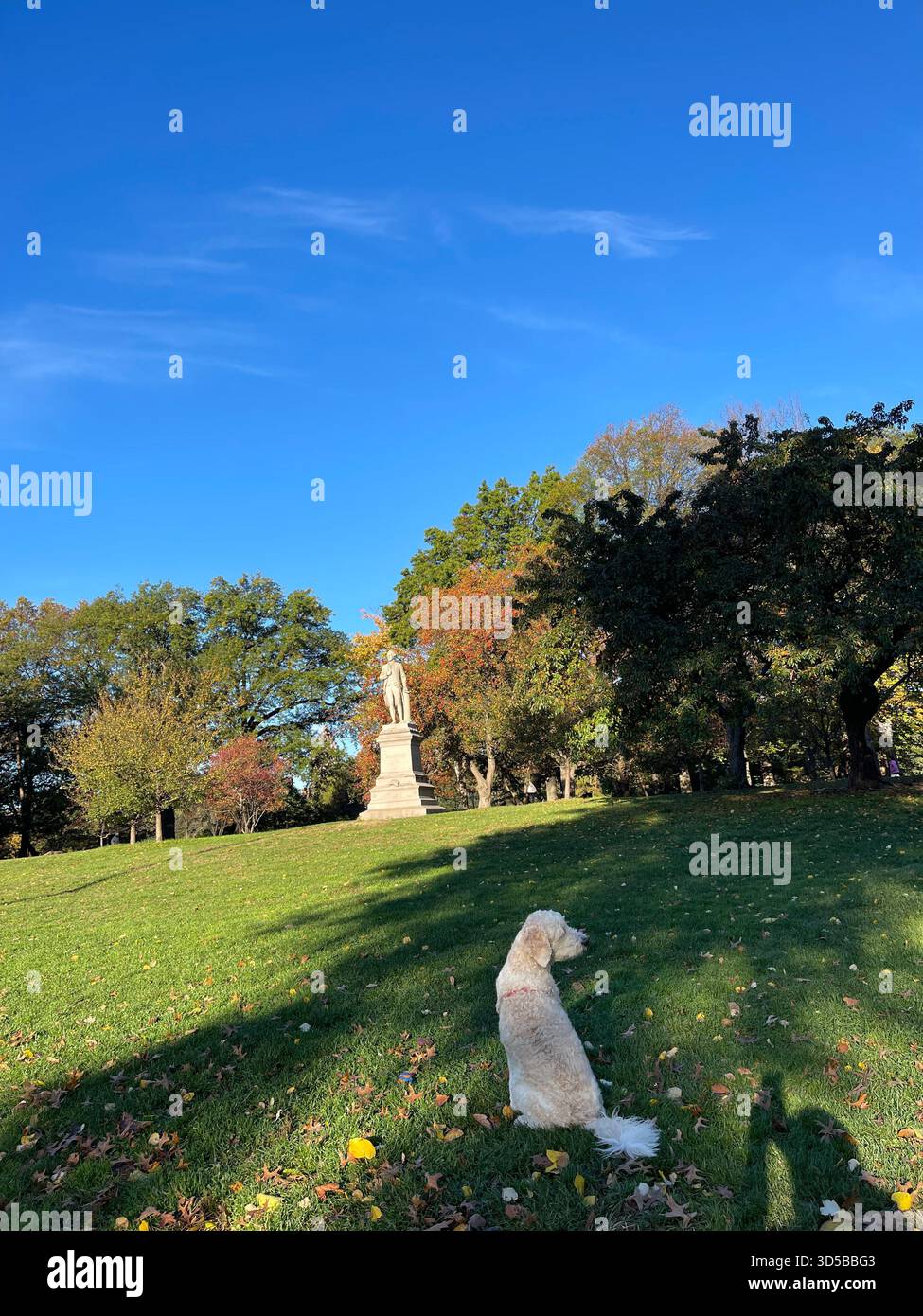 Cani felici che si godano una giornata divertente a Central Park, New York City. - Immagine stock catturata con smartphone