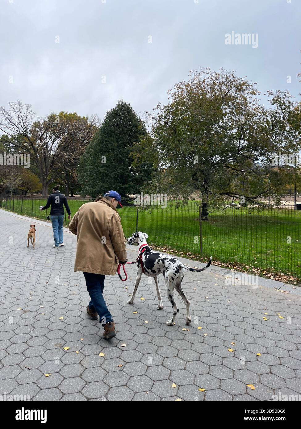 Avventure a Central Park con i cani più simpatici di New York. - Immagine stock catturata con smartphone