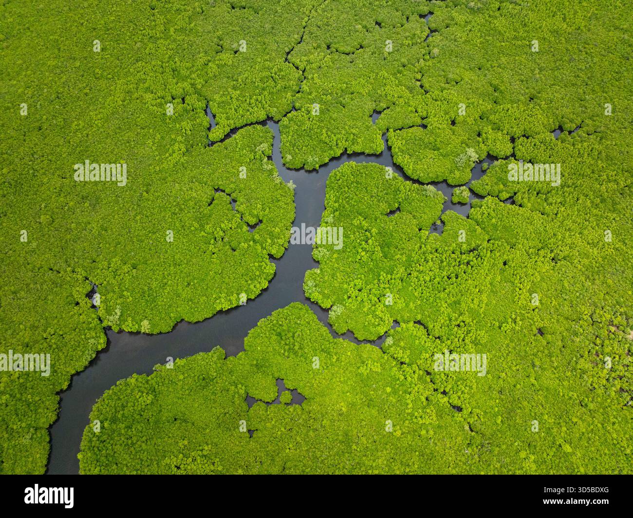 Foresta di mangrovie con stretto e tortuoso canale fluviale sotto il cielo nuvoloso tropicale. Siargao, Filippine. Foto Stock