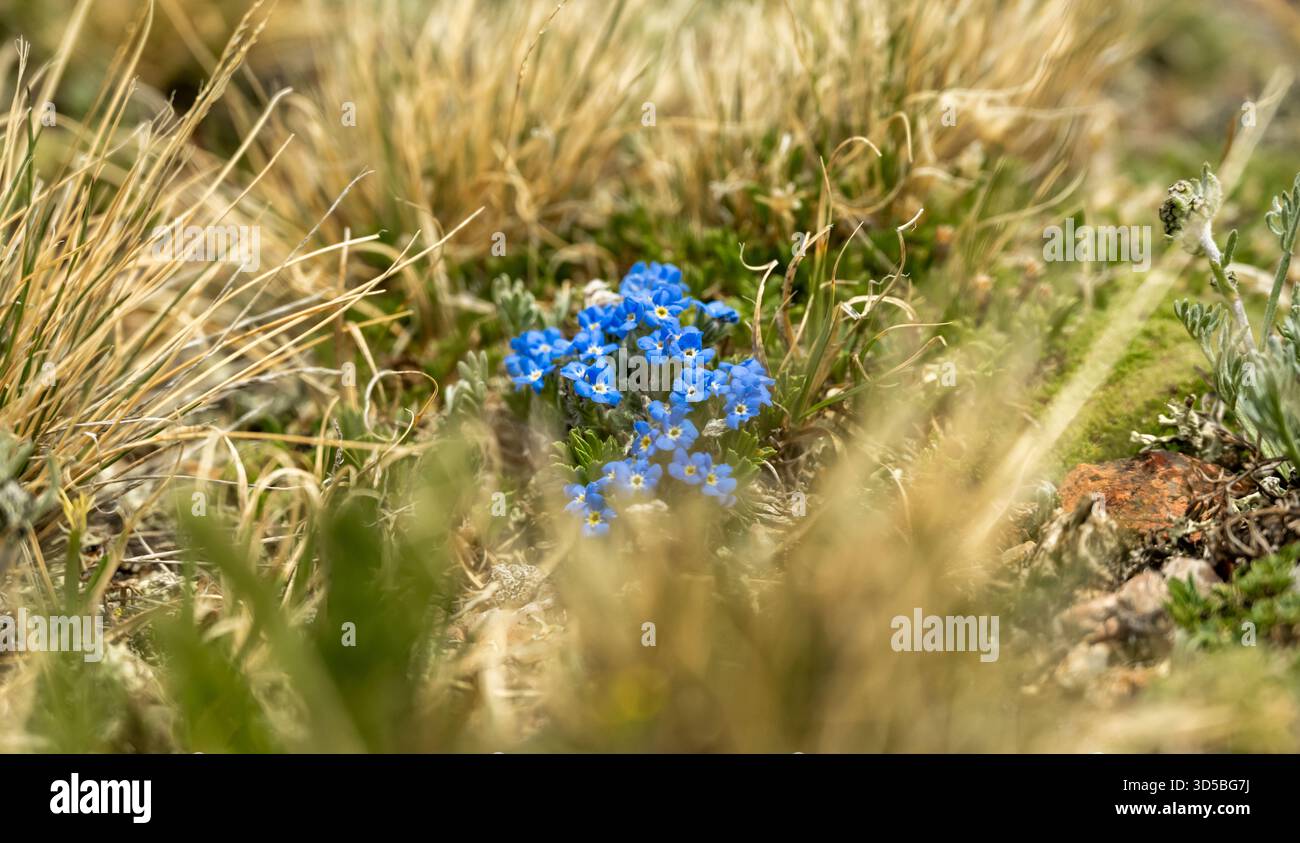 Fiori selvatici di Eritrichium Nanum nel prato estivo del Parco Nazionale delle Montagne Rocciose Foto Stock