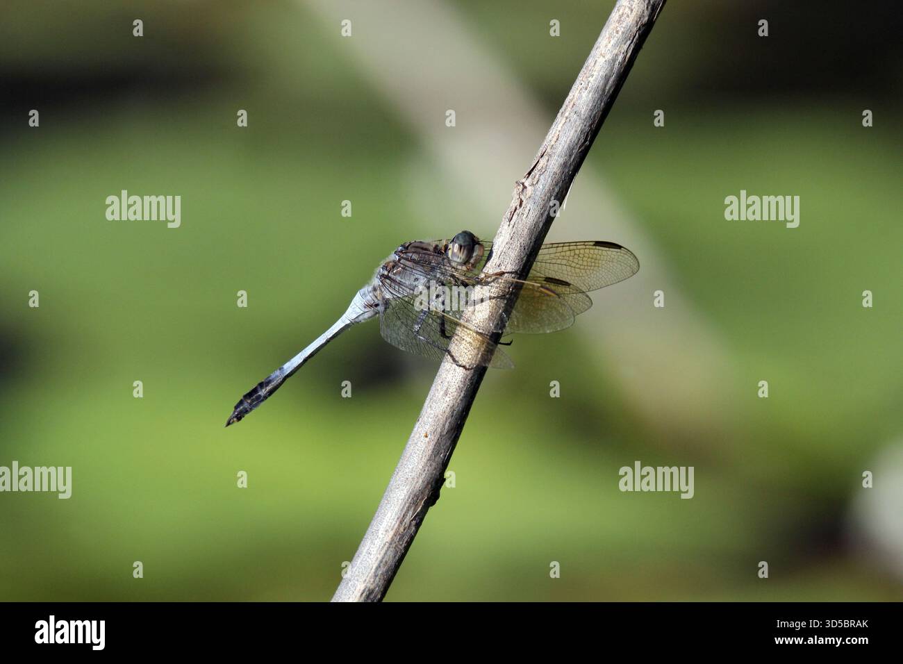 Insetto Dragonfly arroccato su un sottile ramo verticale con sfondo verde sfocato Foto Stock