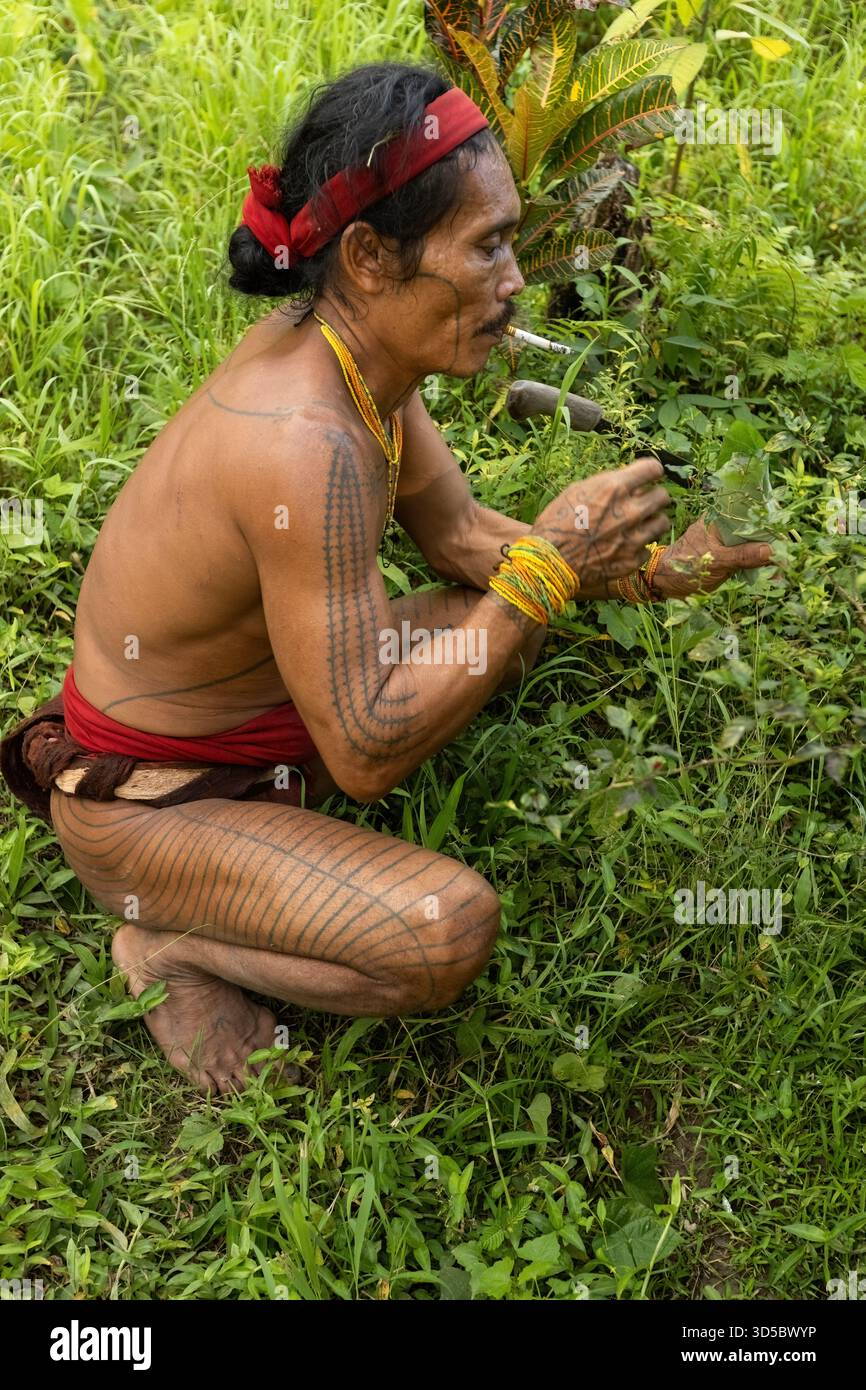 Lo sciamano Mentawai raccoglie erbe e piante per preparare la medicina all'isola di Siberut, Sumatra Occidentale, Indonesia Foto Stock