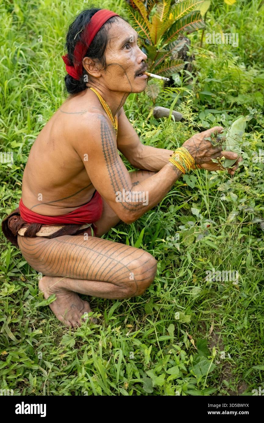 Lo sciamano Mentawai raccoglie erbe e piante per preparare la medicina all'isola di Siberut, Sumatra Occidentale, Indonesia Foto Stock