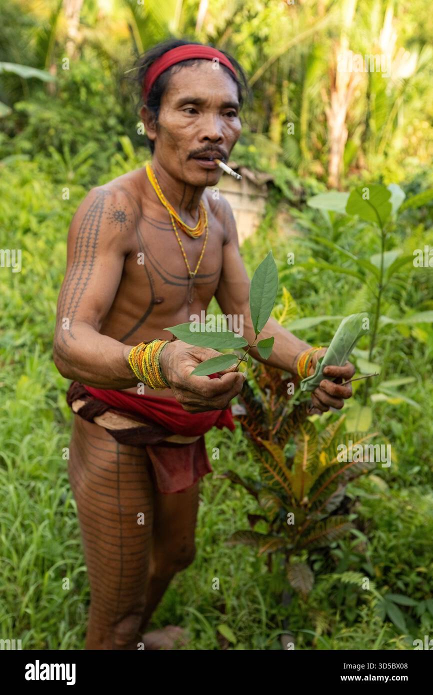 Lo sciamano Mentawai raccoglie erbe e piante per preparare la medicina all'isola di Siberut, Sumatra Occidentale, Indonesia Foto Stock