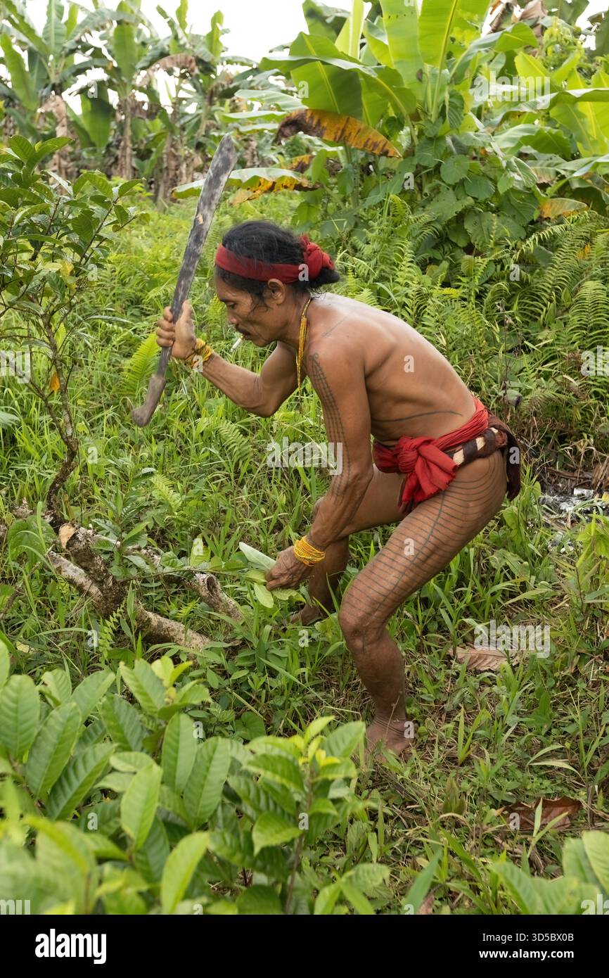 Lo sciamano Mentawai raccoglie erbe e piante per preparare la medicina all'isola di Siberut, Sumatra Occidentale, Indonesia Foto Stock