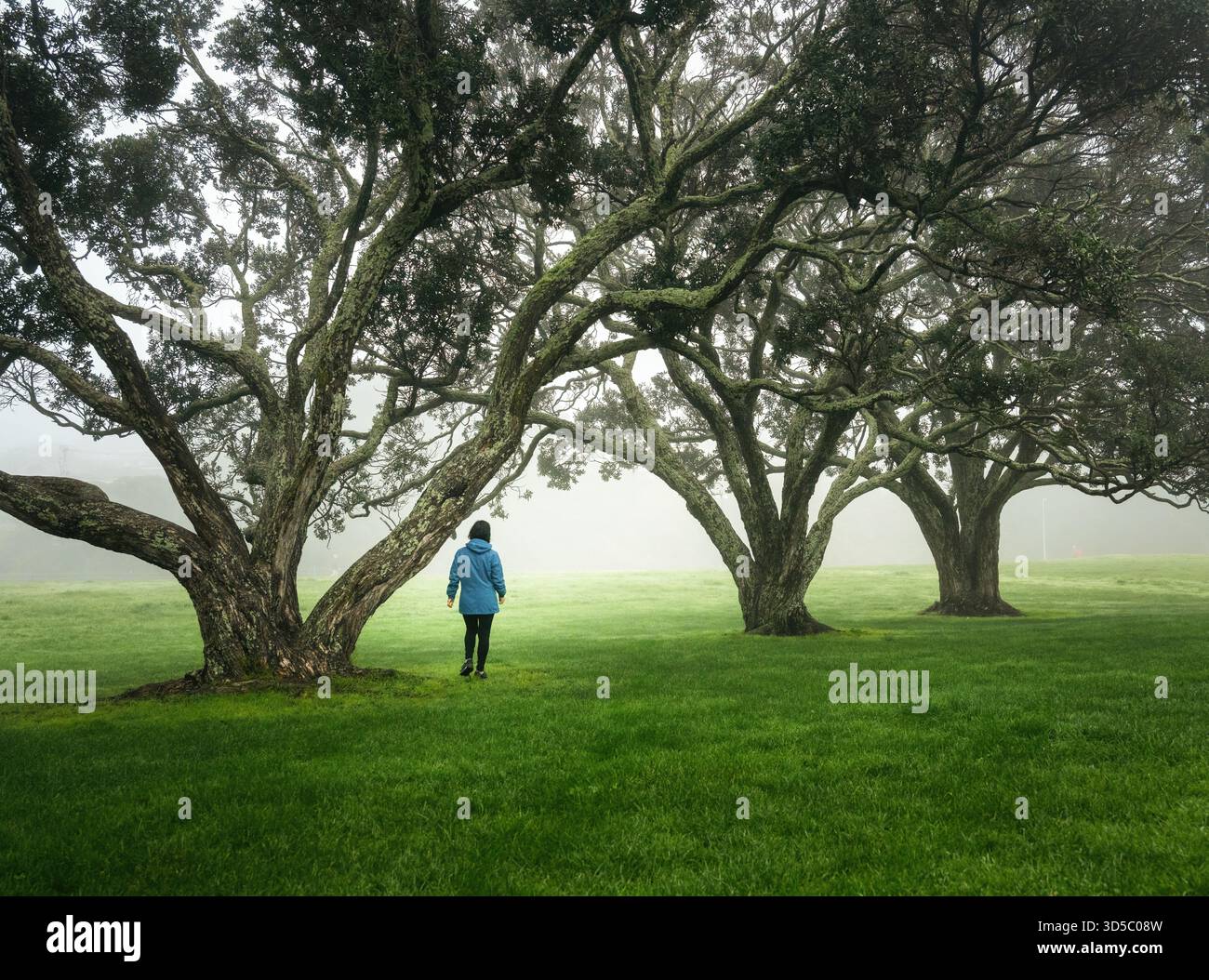 Donna che cammina tra grandi alberi di Pohutukawa nella nebbia. Auckland. Foto Stock