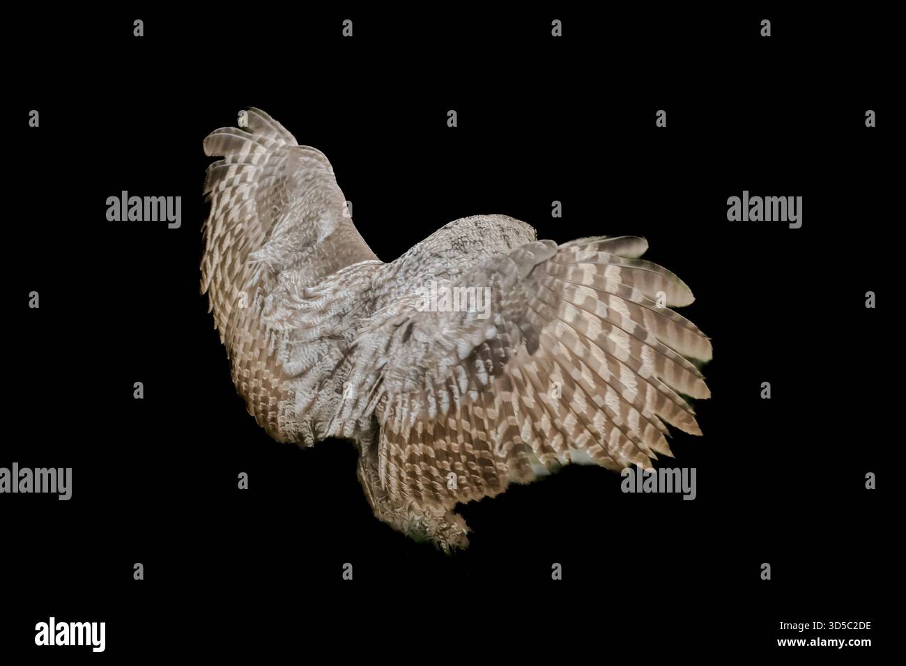 Il gufo grande Grigio ha caratteristiche di design incredibili che lo rendono un cacciatore e un predatore silenzioso. Una vista incredibile, specialmente nella neve. Foto Stock