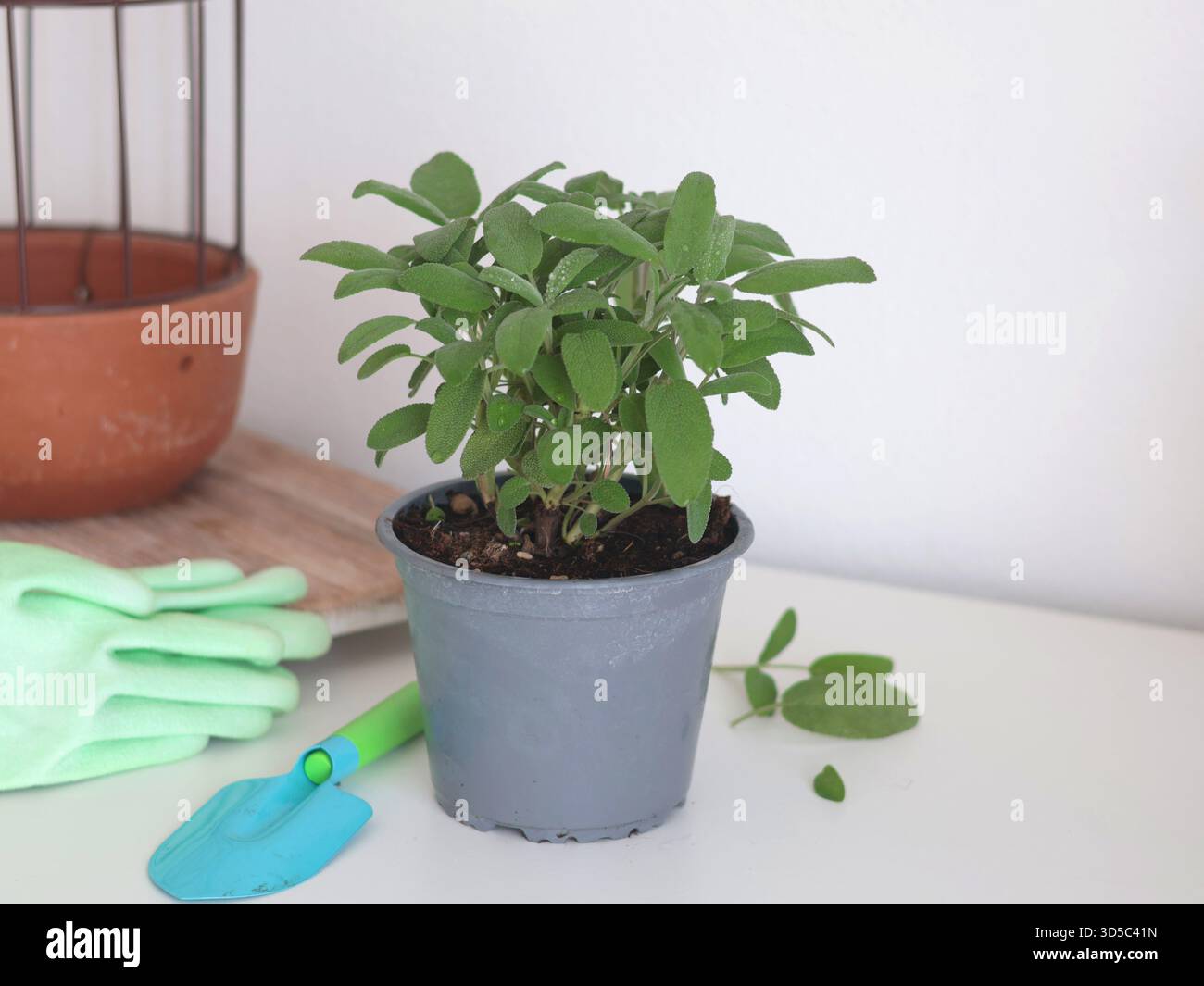 Salvia in erba. Spezie fatte in casa per cucinare in cucina. Aromi e nutrizione per la salute. Foto Stock