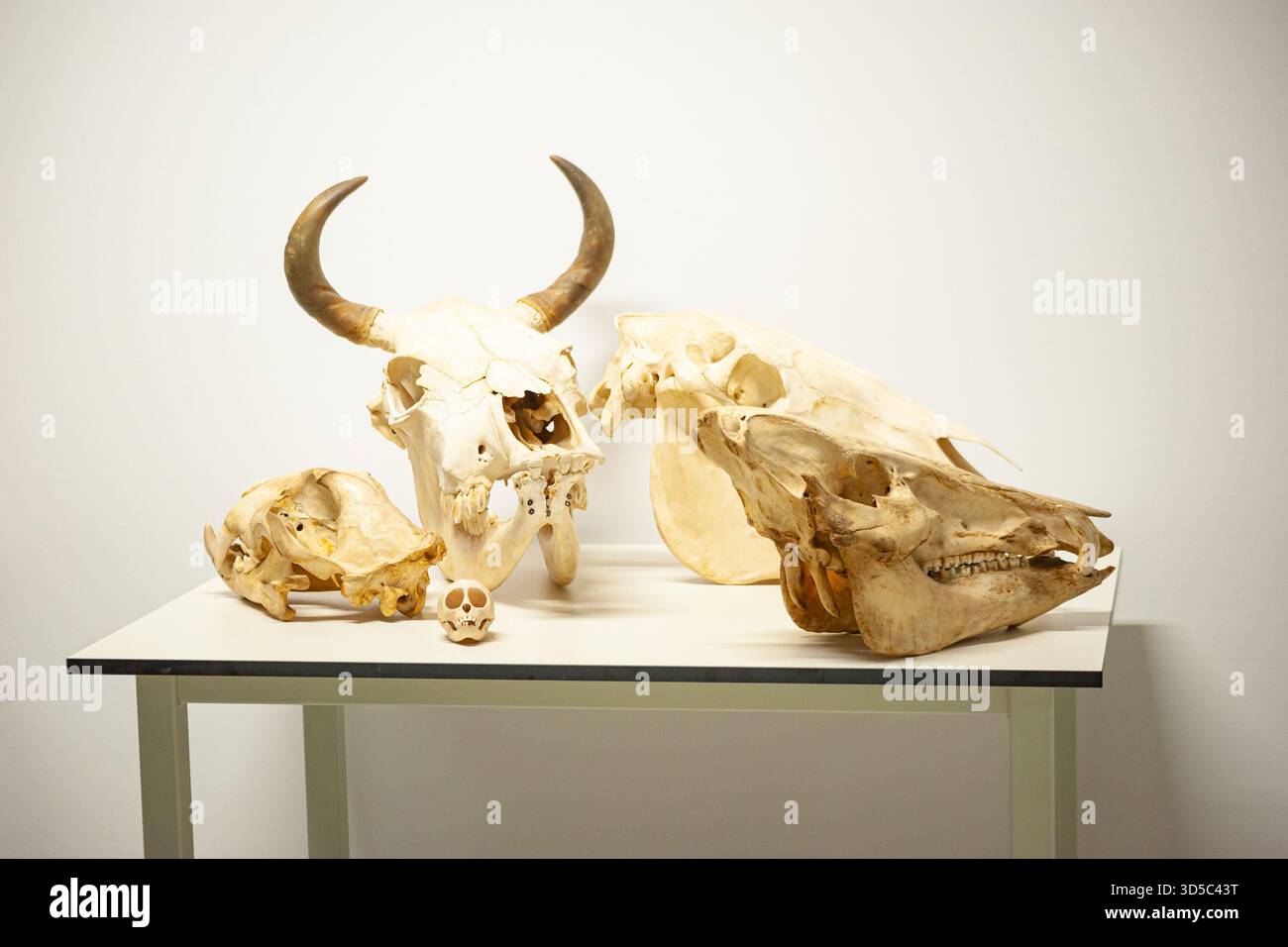 Teschi di animali con corna, mascelle e denti su un semplice tavolo Foto Stock
