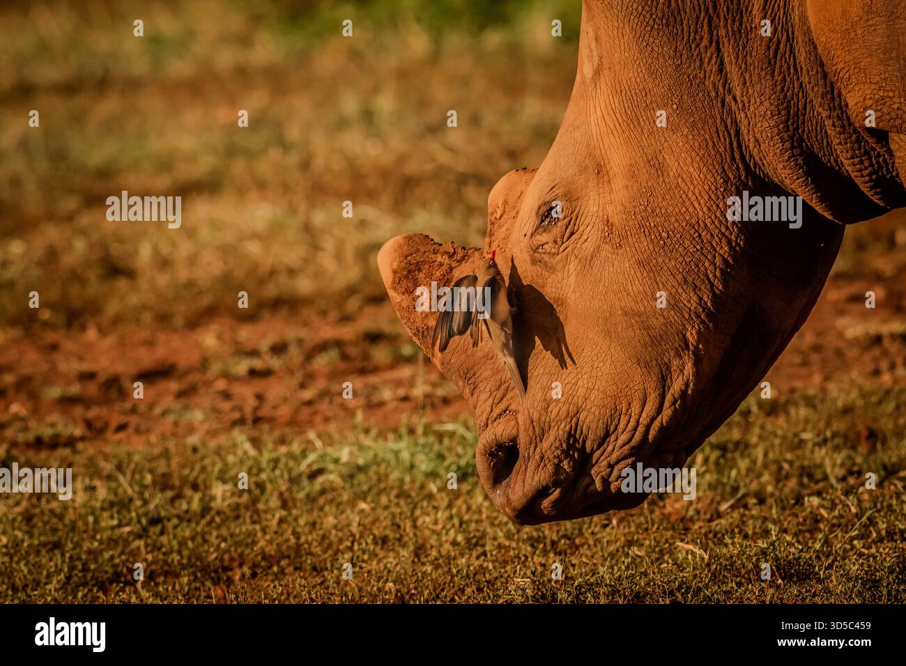 Abbiamo incontrato un rinoceronte e un vitello in un bellissimo paesaggio di Kwa Zululand per ammirarne l'alimentazione e l'interazione. primo piano della testa e delle orecchie. Foto Stock