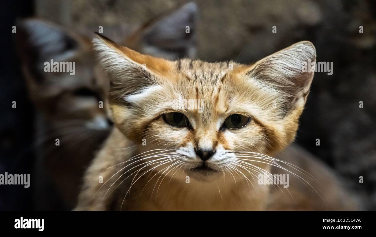 Il bellissimo ed estremamente carino gatto di sabbia è ben attrezzato per sopravvivere in una tana, attraverso il caldo della giornata, a temperature superiori ai 50 C.. Foto Stock
