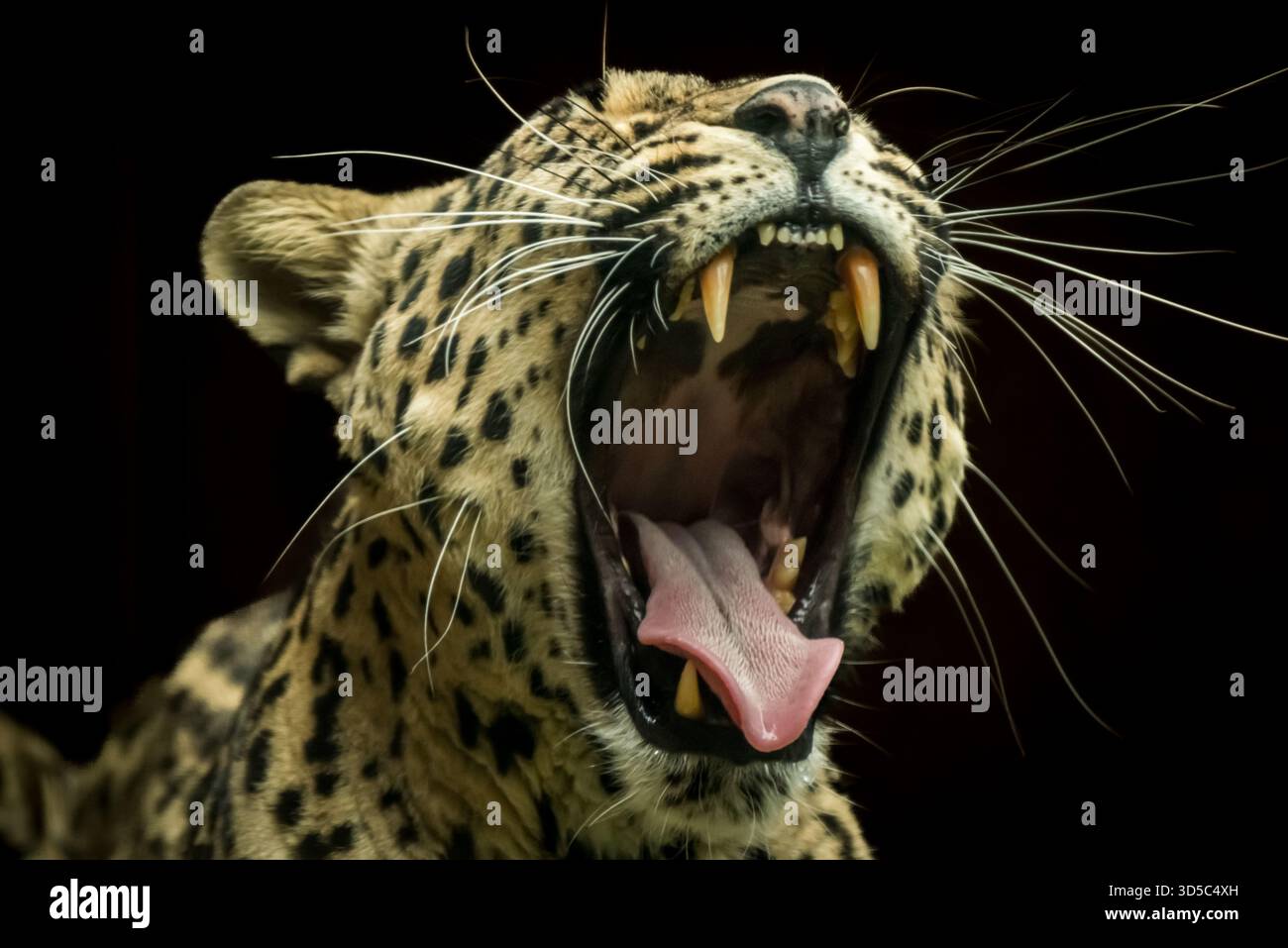 Il terzo gatto più grande è un carnivoro molto diverso e vive in Sud America, il Jaguar. Sbadigliare contento, nonostante sia in uno zoo. Foto Stock