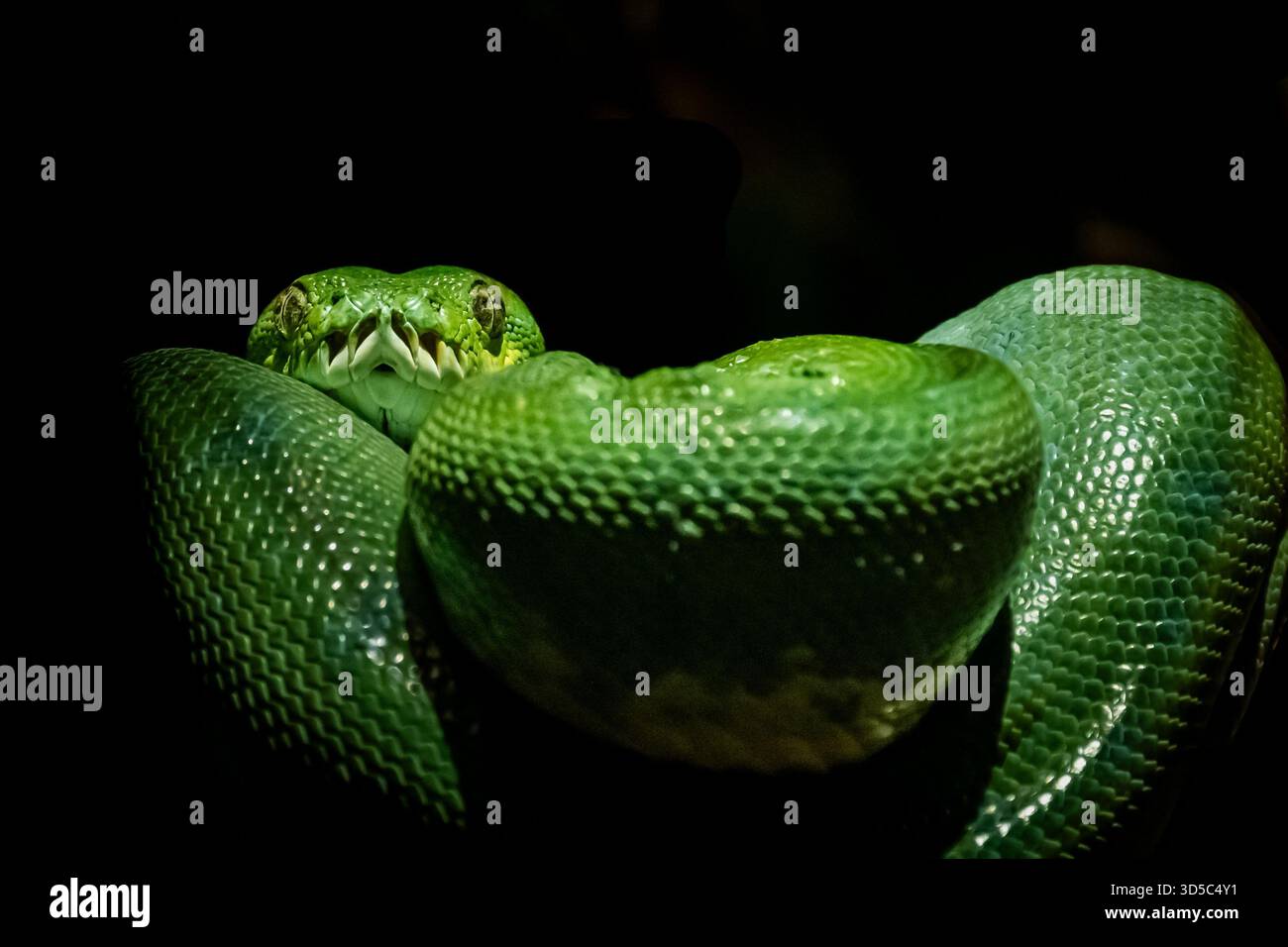 si tratta di un boa particolarmente attraente, di piccole dimensioni e ben mimetizzato nella sua posizione tipica. Questo Amazon Tree Boa verde è in uno zoo. Foto Stock