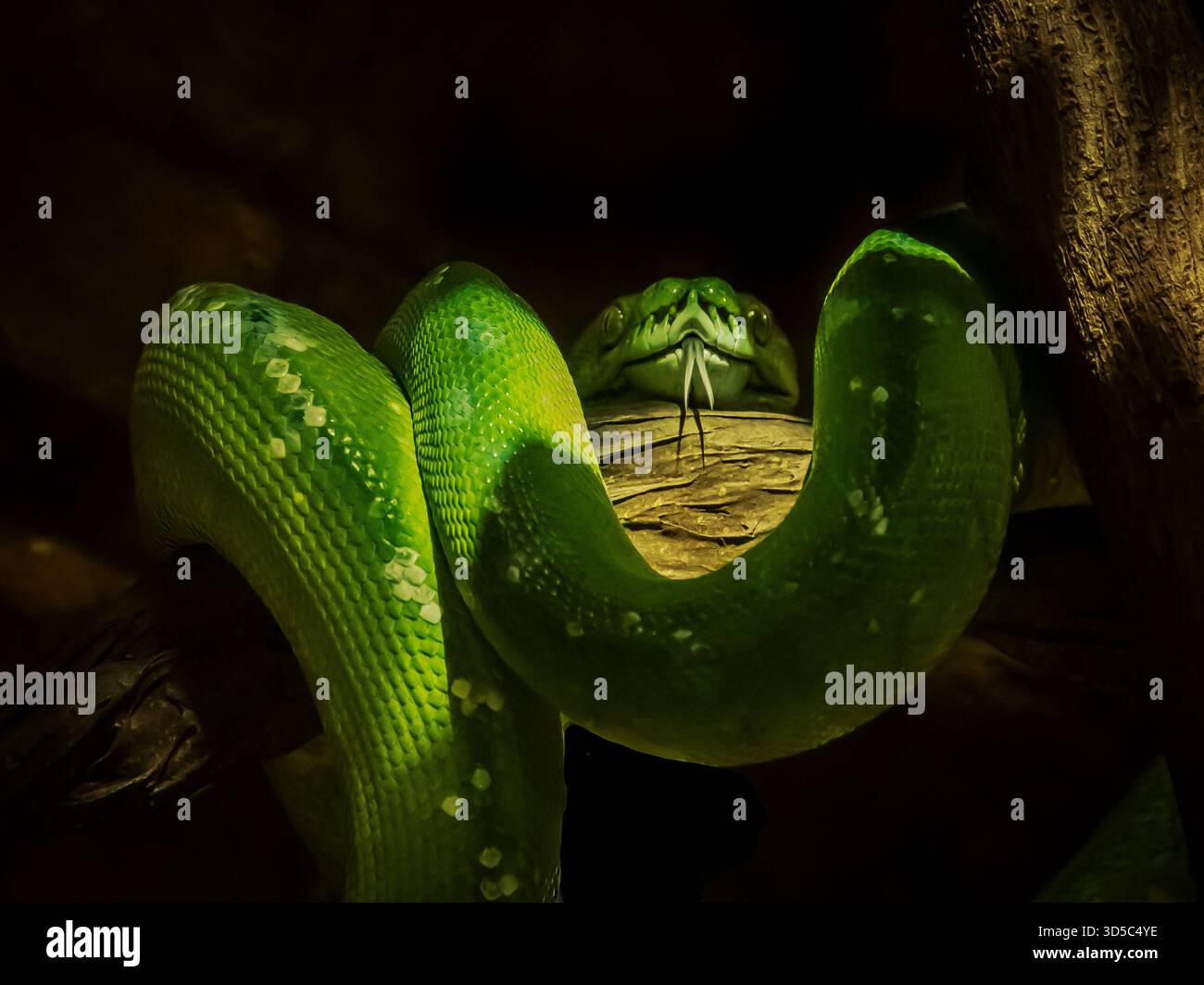 Un serpente particolarmente attraente, sul lato piccolo e ben mimetizzato nella sua posizione tipica. Pitone verde, simile all'Emerald Tree Boa. Foto Stock